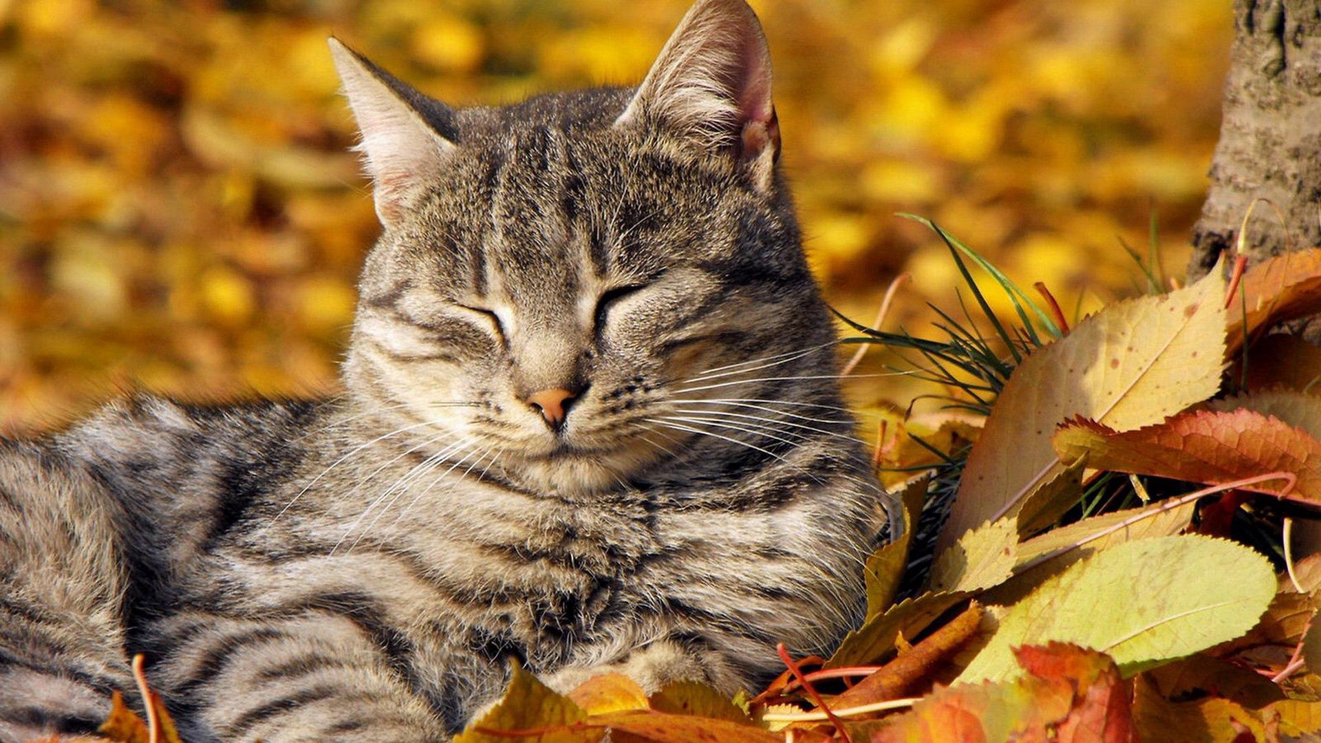 Free download wallpaper Animals, To Lie Down, Lie, Striped, Rest, Relaxation, Cat, Foliage on your PC desktop