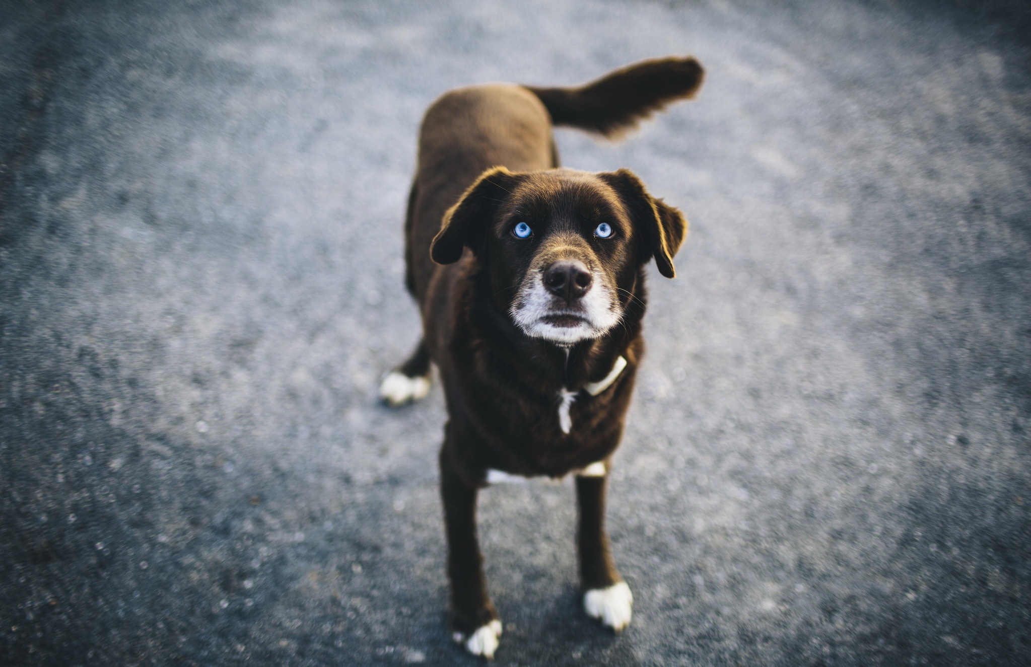 Descarga gratuita de fondo de pantalla para móvil de Animales, Perros, Perro.