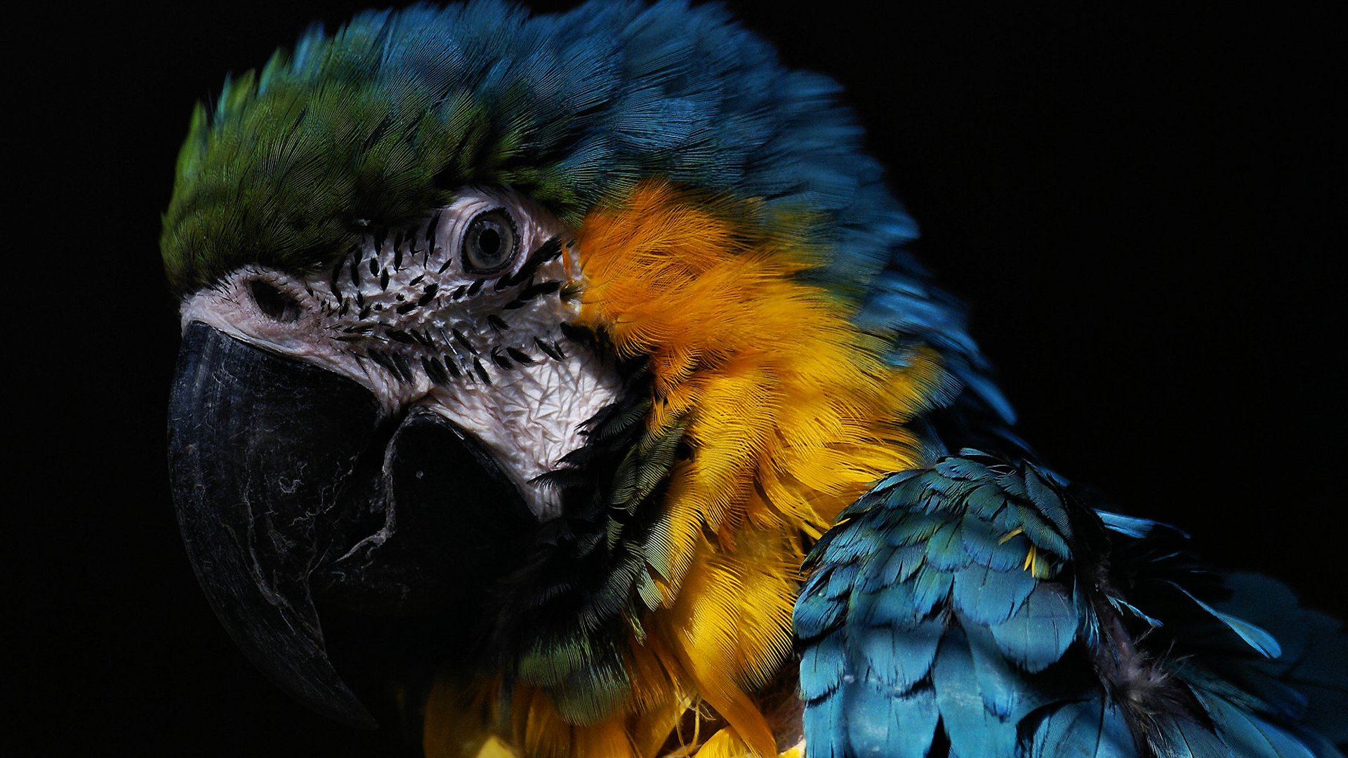 無料モバイル壁紙動物, 青と黄色のコンゴウインコをダウンロードします。