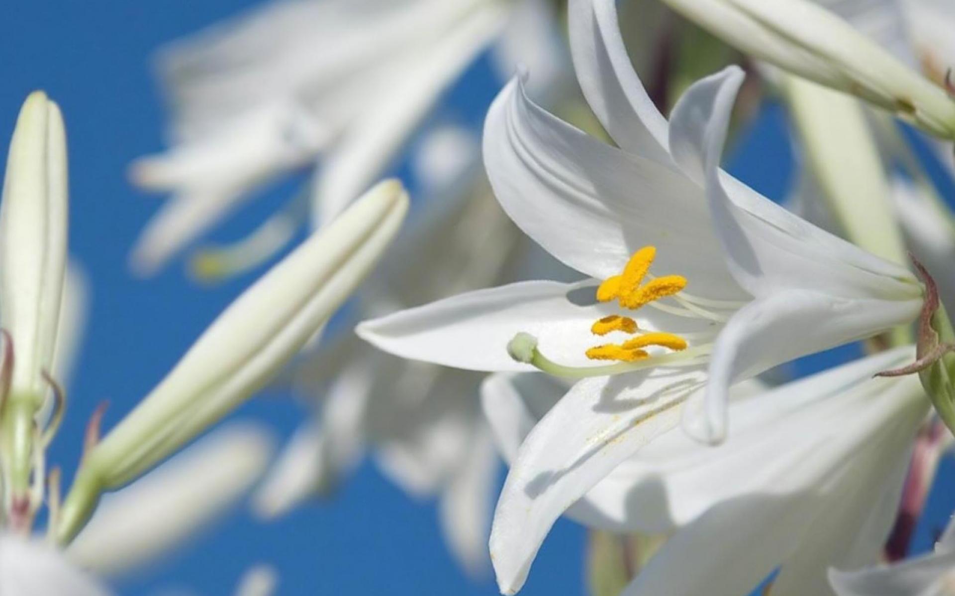 Handy-Wallpaper Blumen, Blume, Erde/natur kostenlos herunterladen.