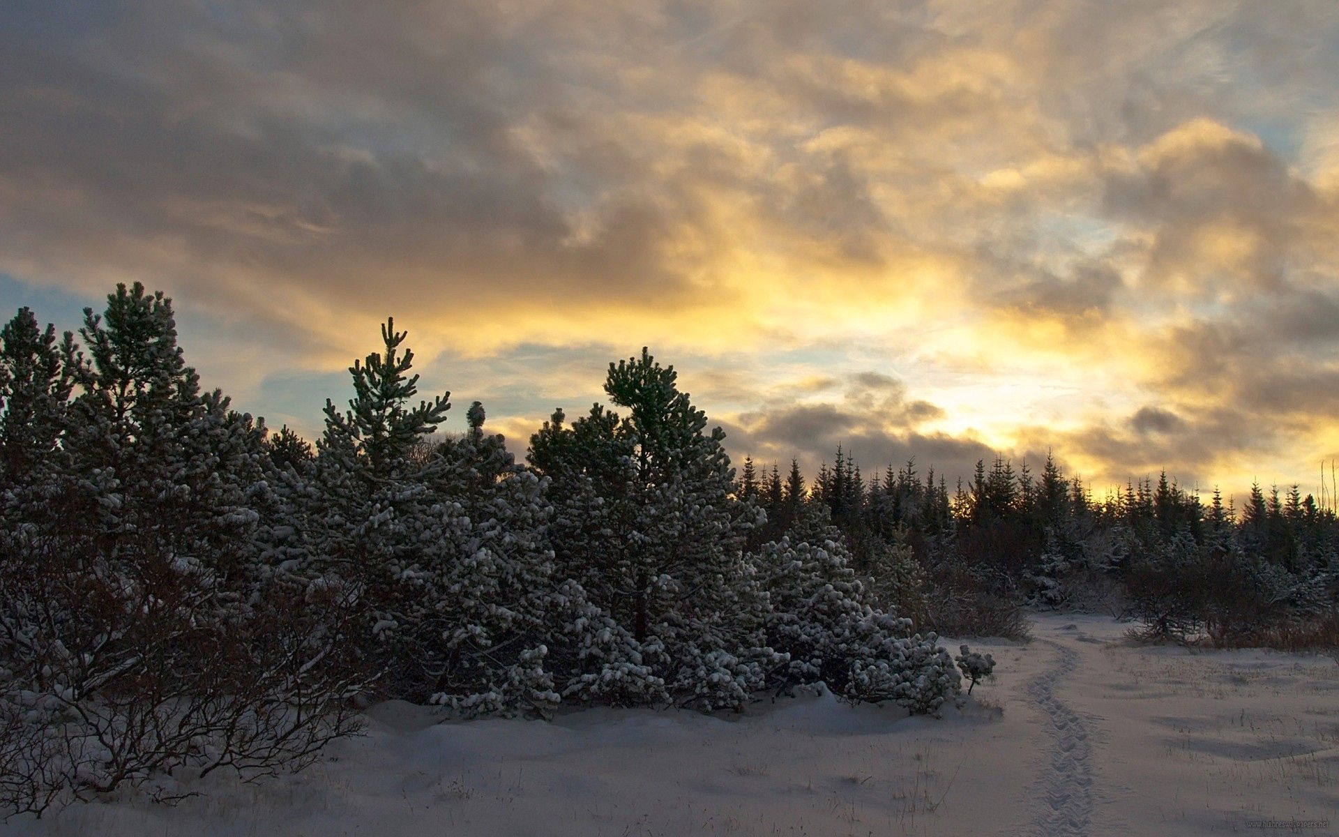 Laden Sie das Natur, Bäume, Sky, Abend, Aß, Aßen, Schnee-Bild kostenlos auf Ihren PC-Desktop herunter
