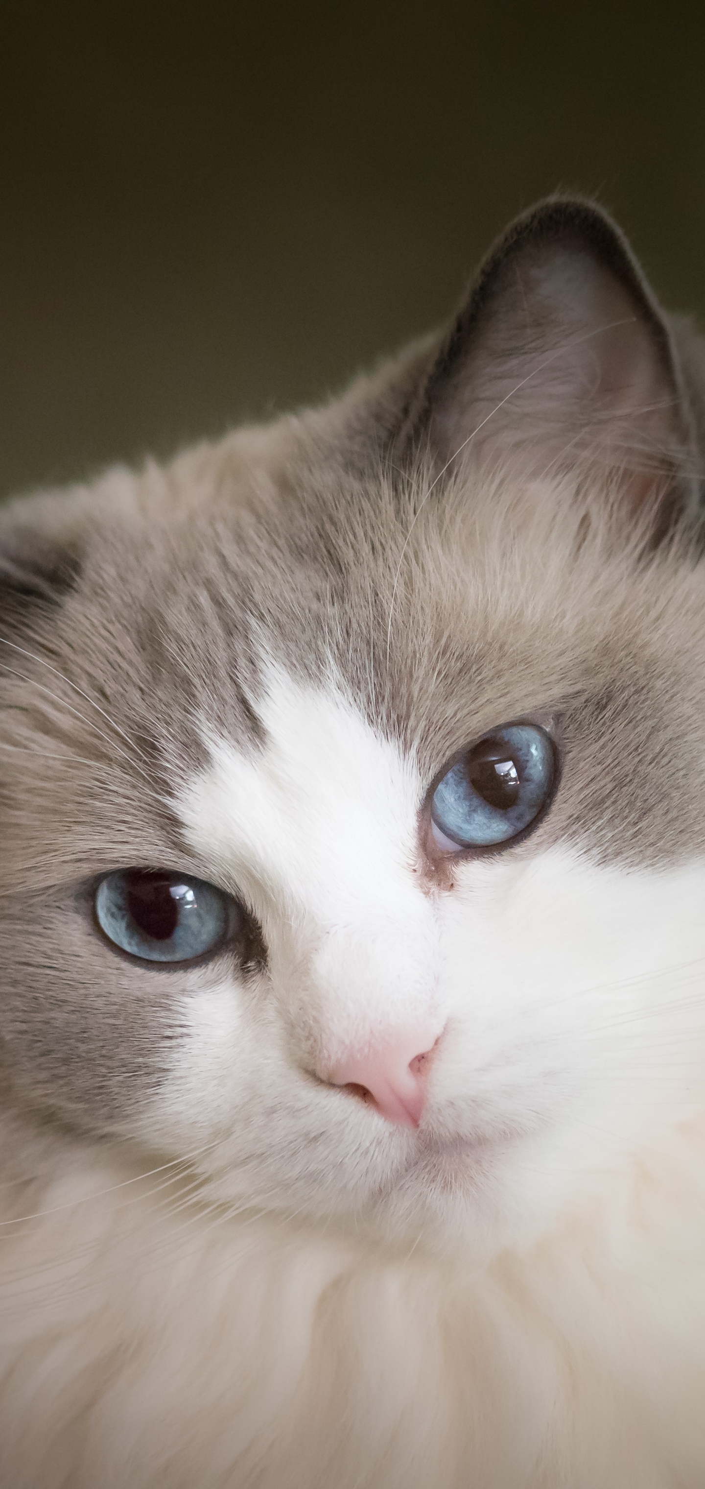 Free download wallpaper Cats, Cat, Animal, Blue Eyes on your PC desktop