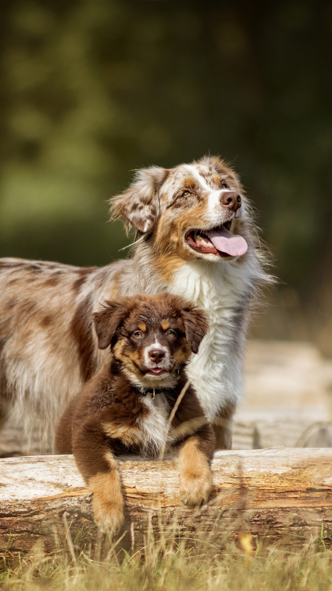 Descarga gratuita de fondo de pantalla para móvil de Animales, Perros, Perro, Cachorro, Pastor Australiano, Bebe Animal, Profundidad De Campo.