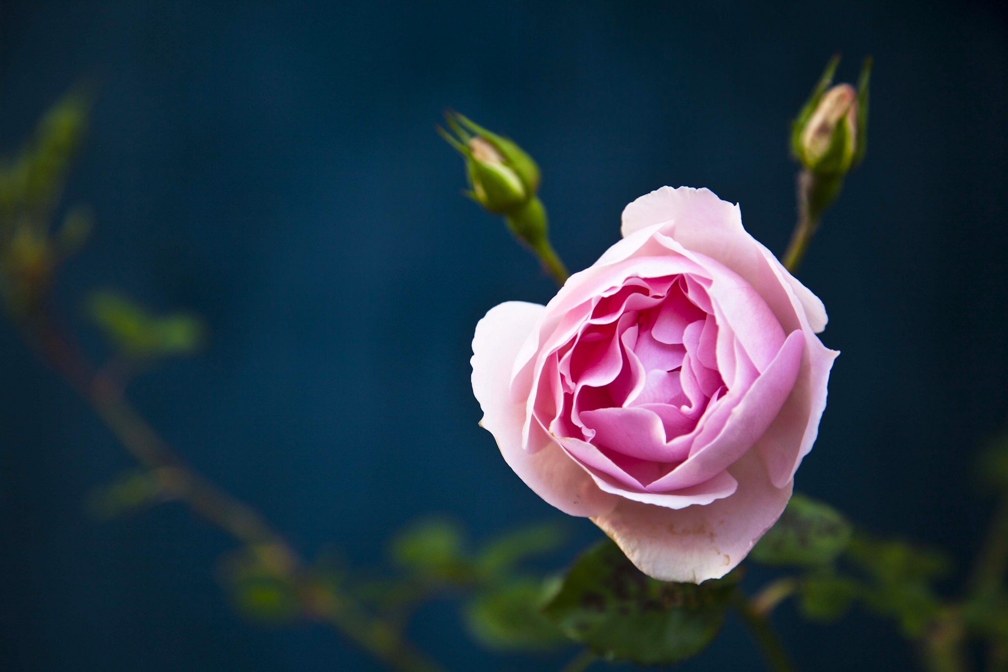 Download mobile wallpaper Nature, Flowers, Flower, Macro, Rose, Bud, Earth, Pink Flower for free.