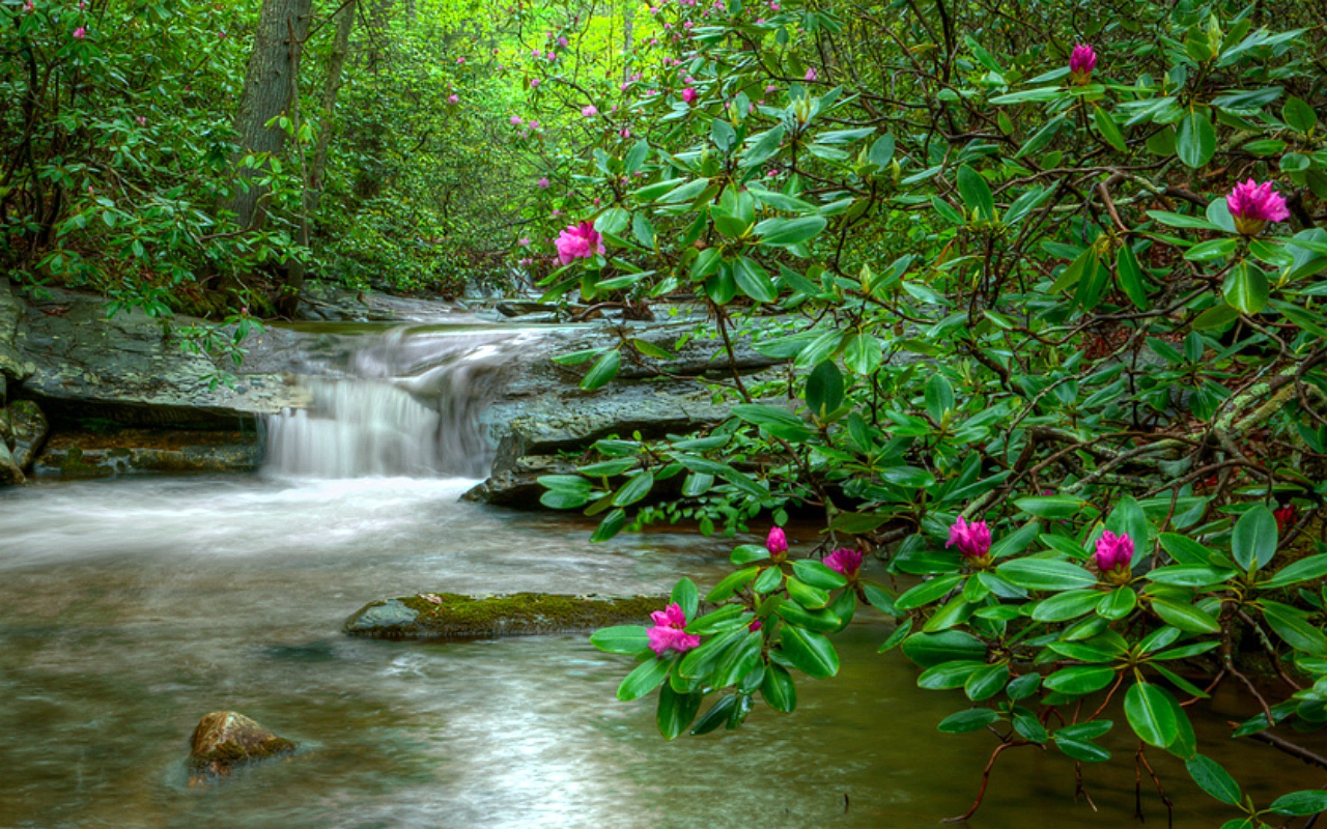 Download mobile wallpaper Flower, Waterfall, Forest, Earth, Spring for free.