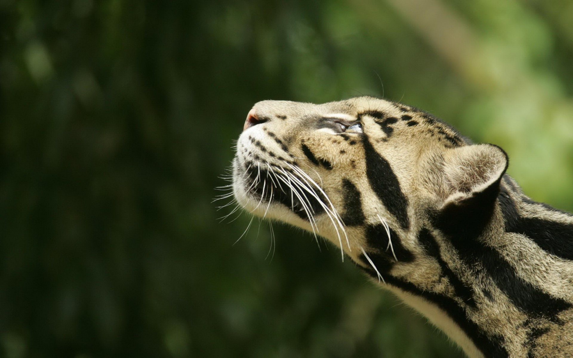 294438 baixar imagens animais, leopardo nebuloso, gatos - papéis de parede e protetores de tela gratuitamente