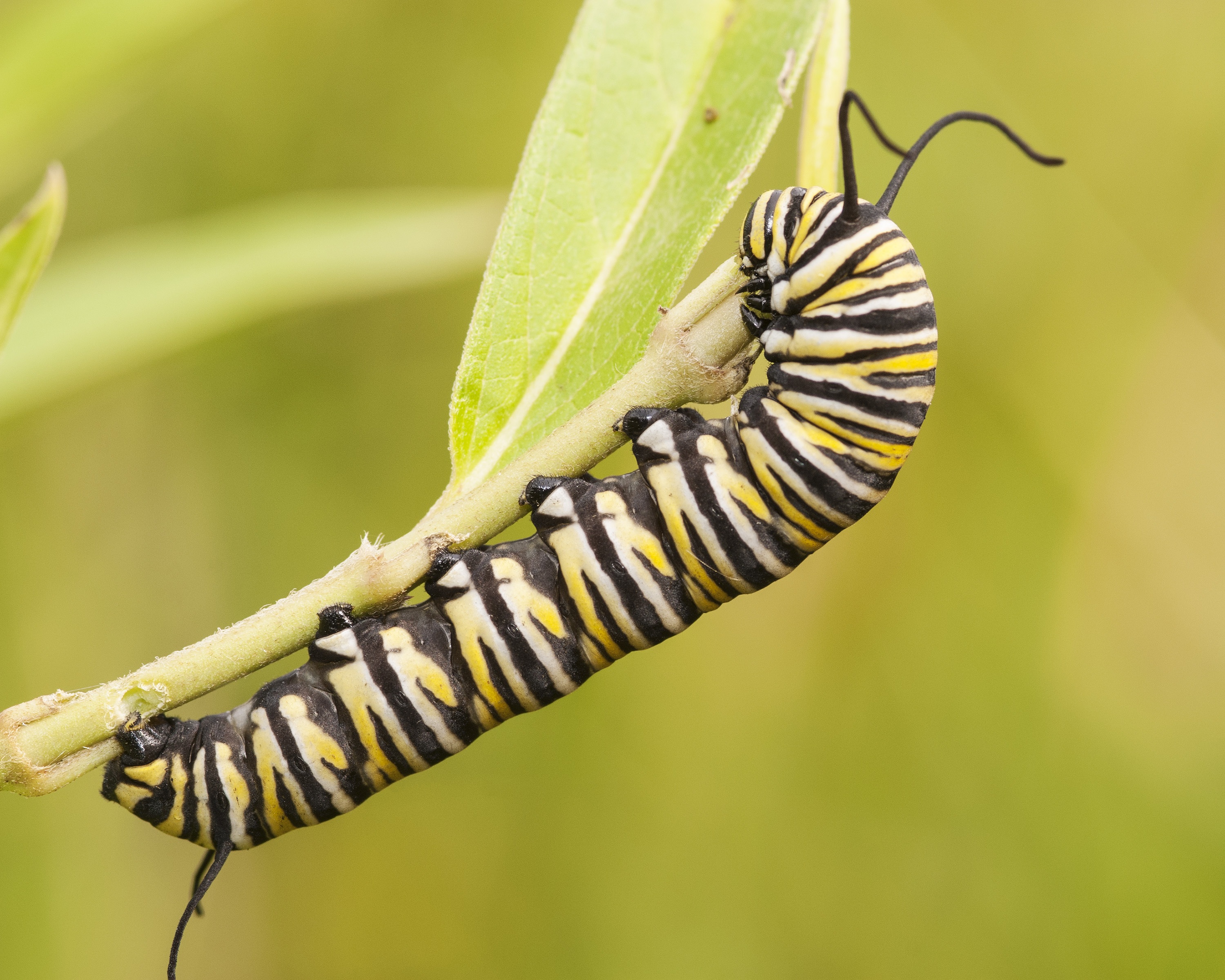 Free download wallpaper Insect, Animal, Caterpillar on your PC desktop