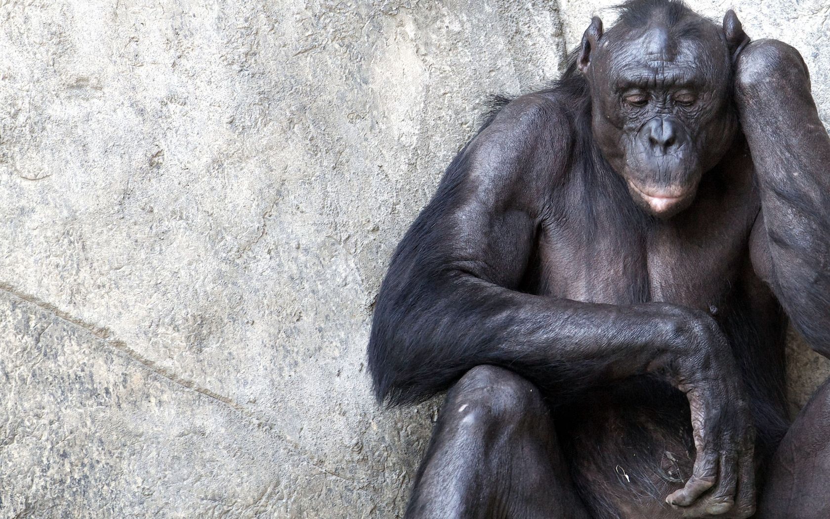 72258 descargar fondo de pantalla animales, sentarse, pared, un mono, mono, meditación, reflexiones, chimpancé: protectores de pantalla e imágenes gratis