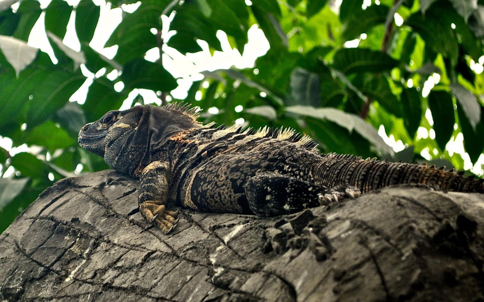 Free download wallpaper Animal, Reptiles, Iguana on your PC desktop