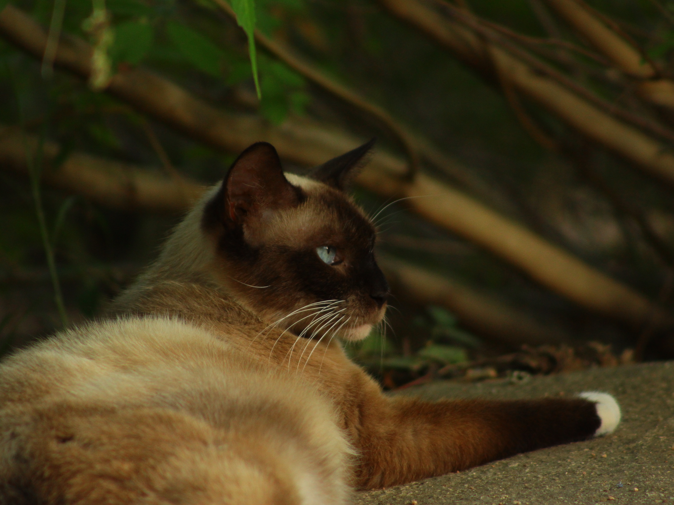 Baixar papel de parede para celular de Animais, Gatos, Gato gratuito.