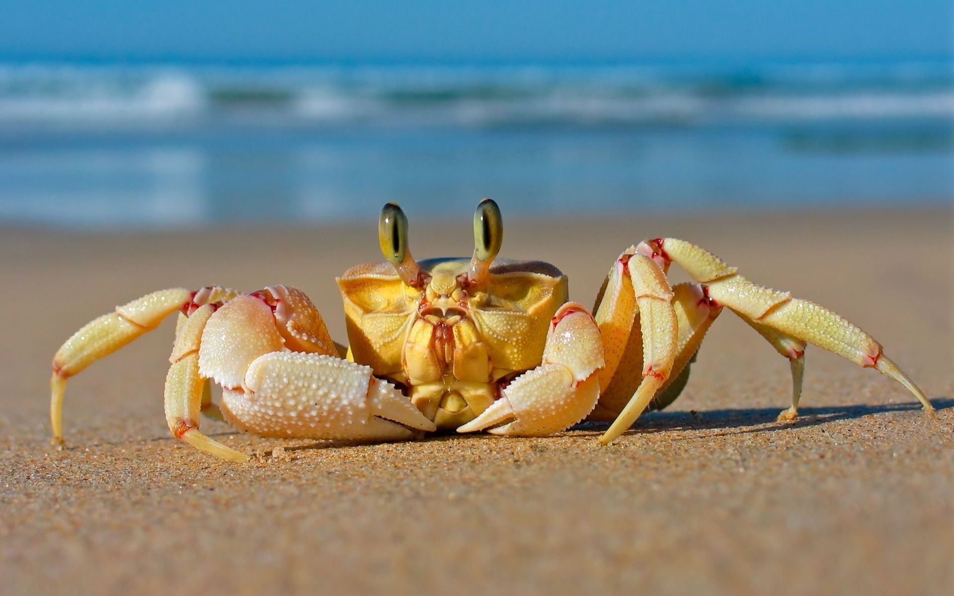 Free download wallpaper Animals, Crab, Sand, Sea, Beach on your PC desktop