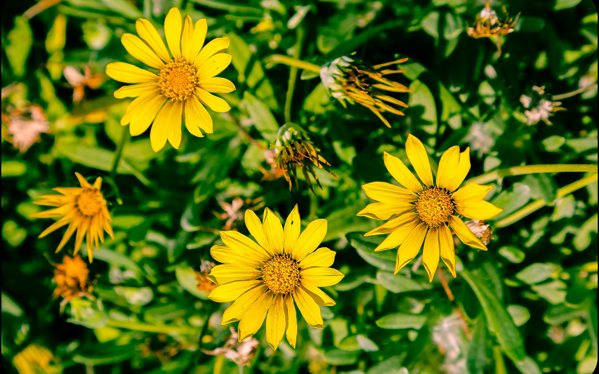 Descarga gratuita de fondo de pantalla para móvil de Flor Amarilla, Flores, Flor, Tierra/naturaleza.