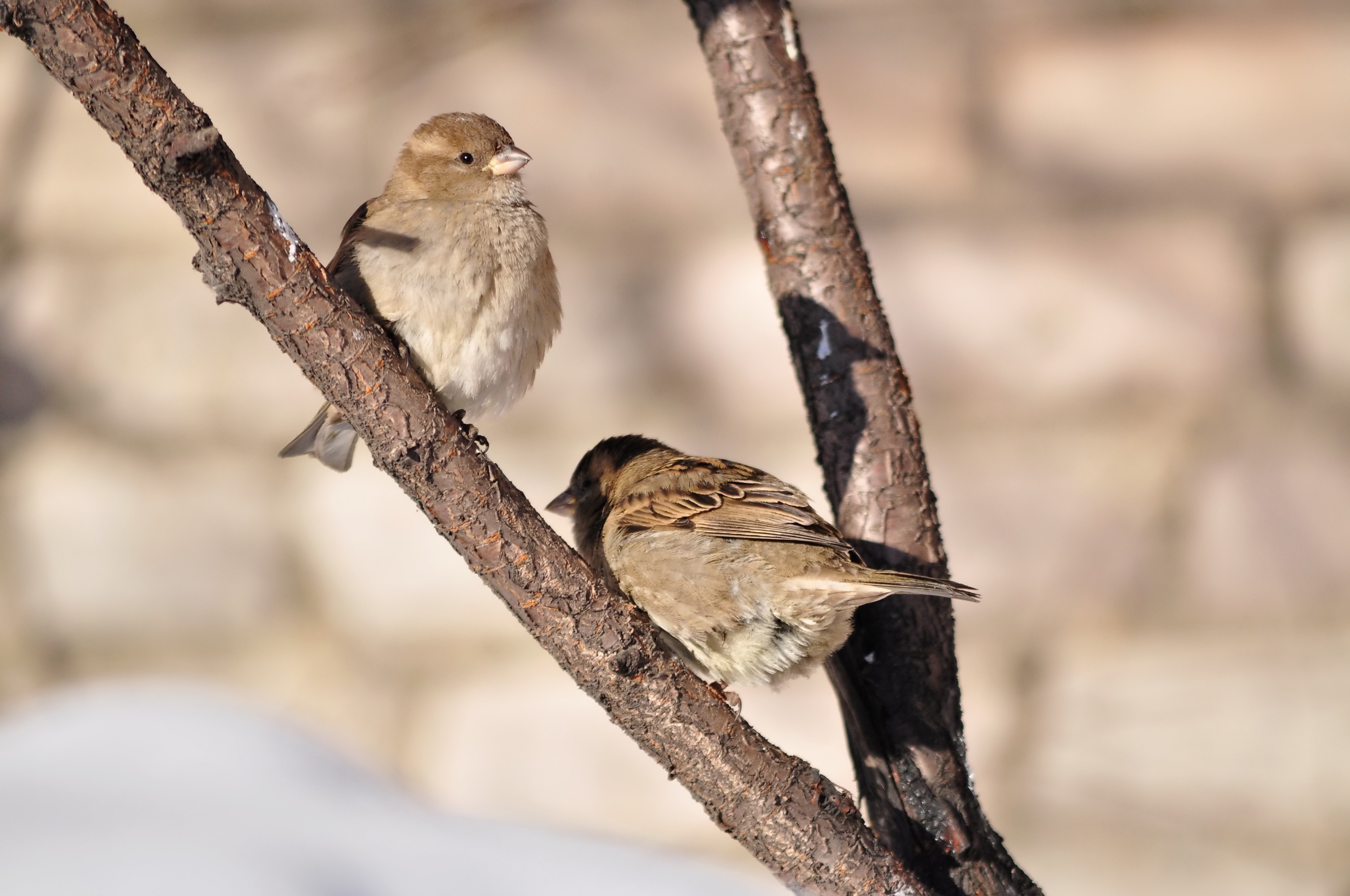 Free download wallpaper Birds, Sparrow, Animal on your PC desktop