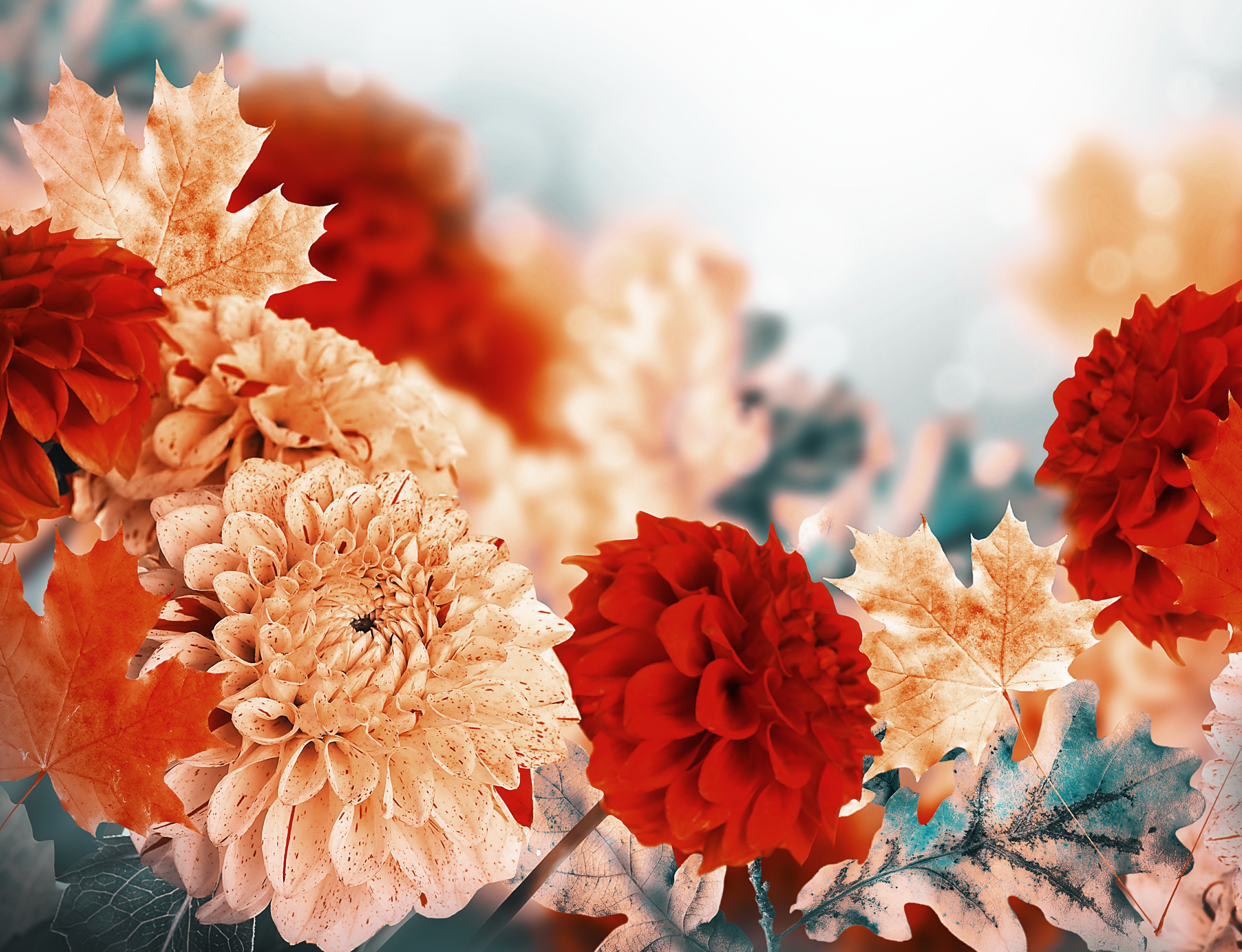 Free download wallpaper Nature, Flowers, Chrysanthemum, Flower, Leaf, Earth, Dahlia, White Flower, Red Flower on your PC desktop