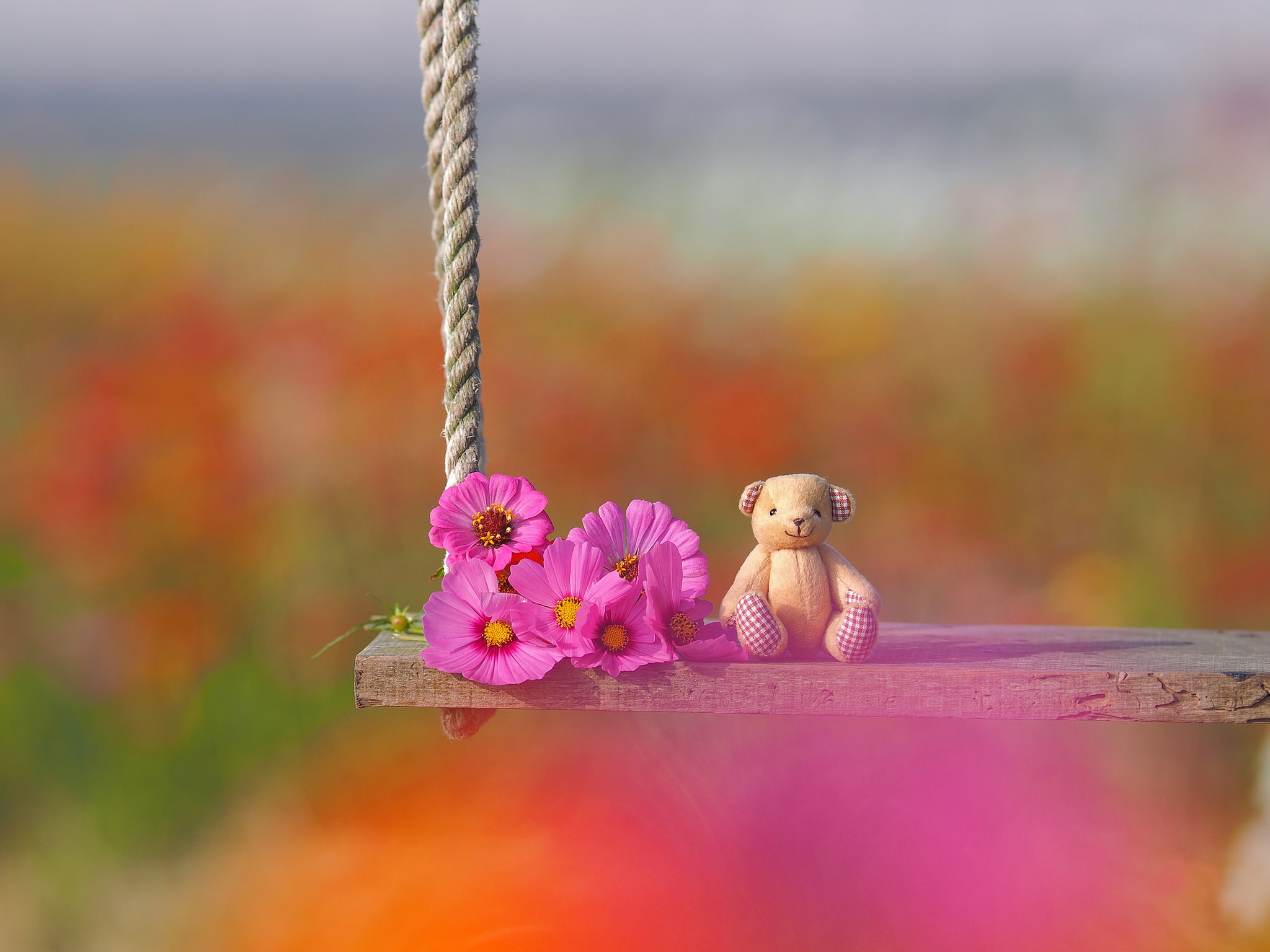 Download mobile wallpaper Teddy Bear, Flower, Toy, Swing, Cosmos, Man Made, Stuffed Animal for free.