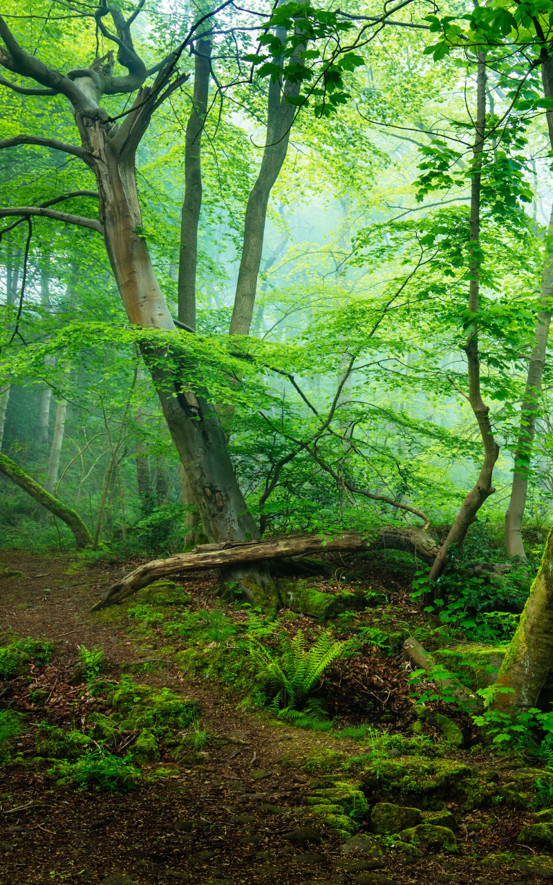 Download mobile wallpaper Forest, Fog, Earth for free.