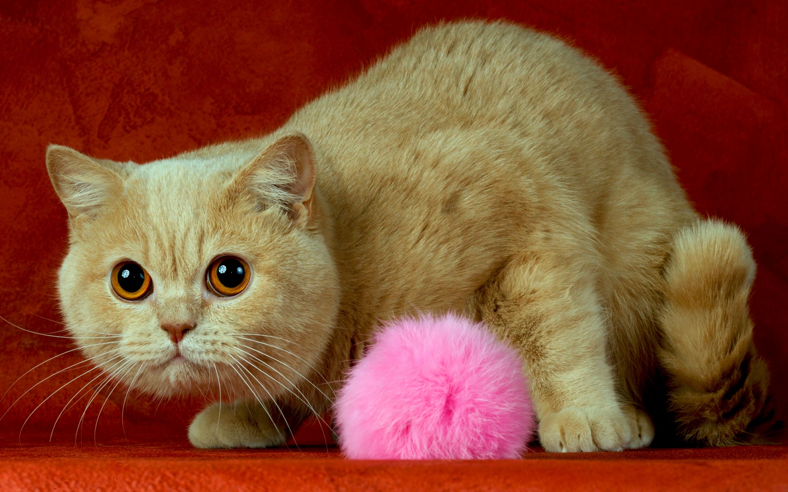 Baixe gratuitamente a imagem Animais, Gatos, Gato na área de trabalho do seu PC