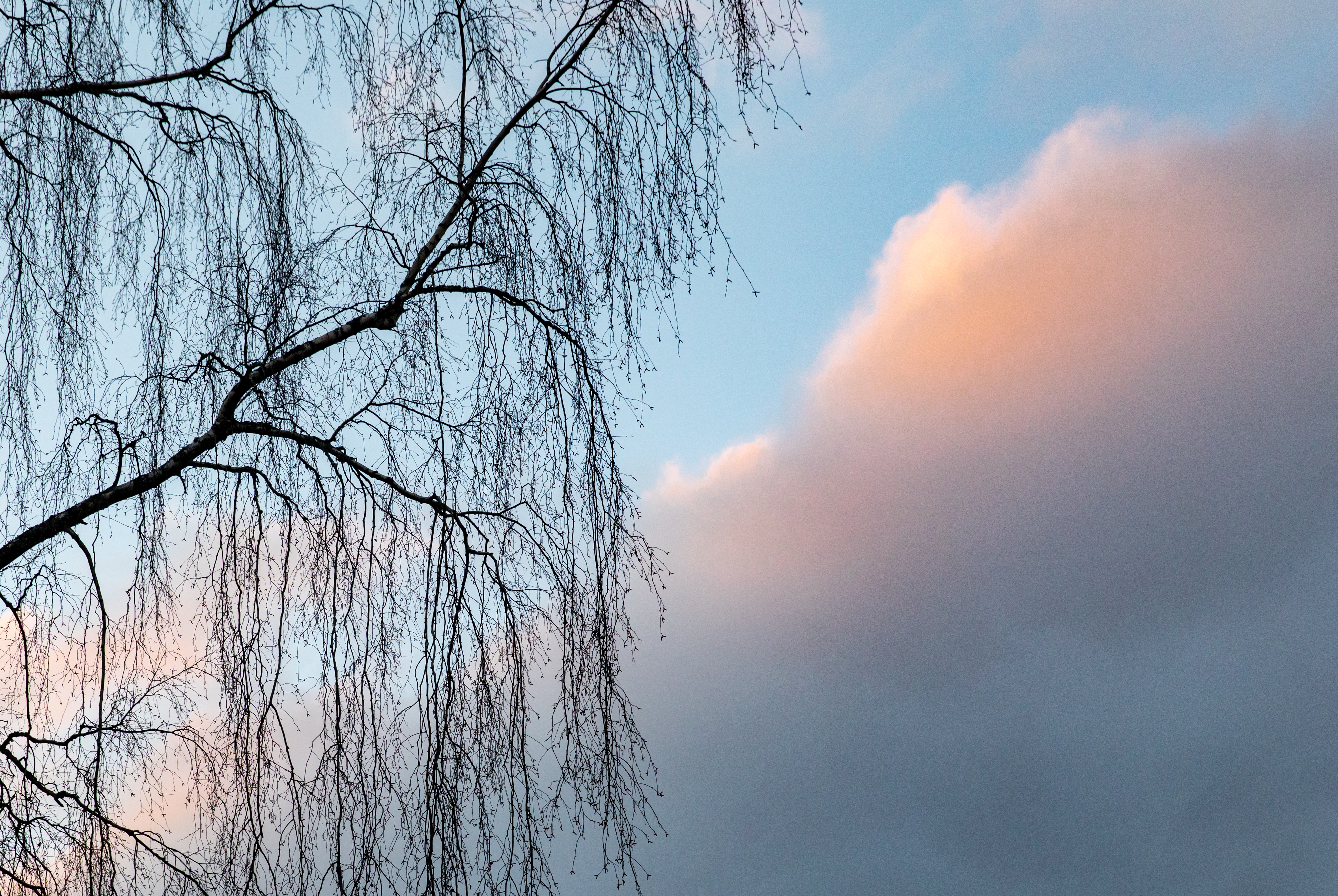 Download mobile wallpaper Clouds, Wood, Tree, Branches, Sky, Nature for free.