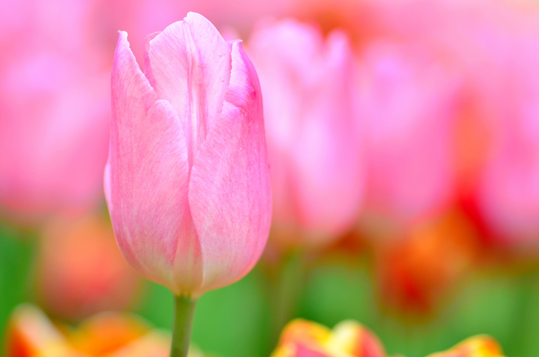 Descarga gratuita de fondo de pantalla para móvil de Flores, Flor, Flor Rosa, De Cerca, Tulipán, Tierra/naturaleza.