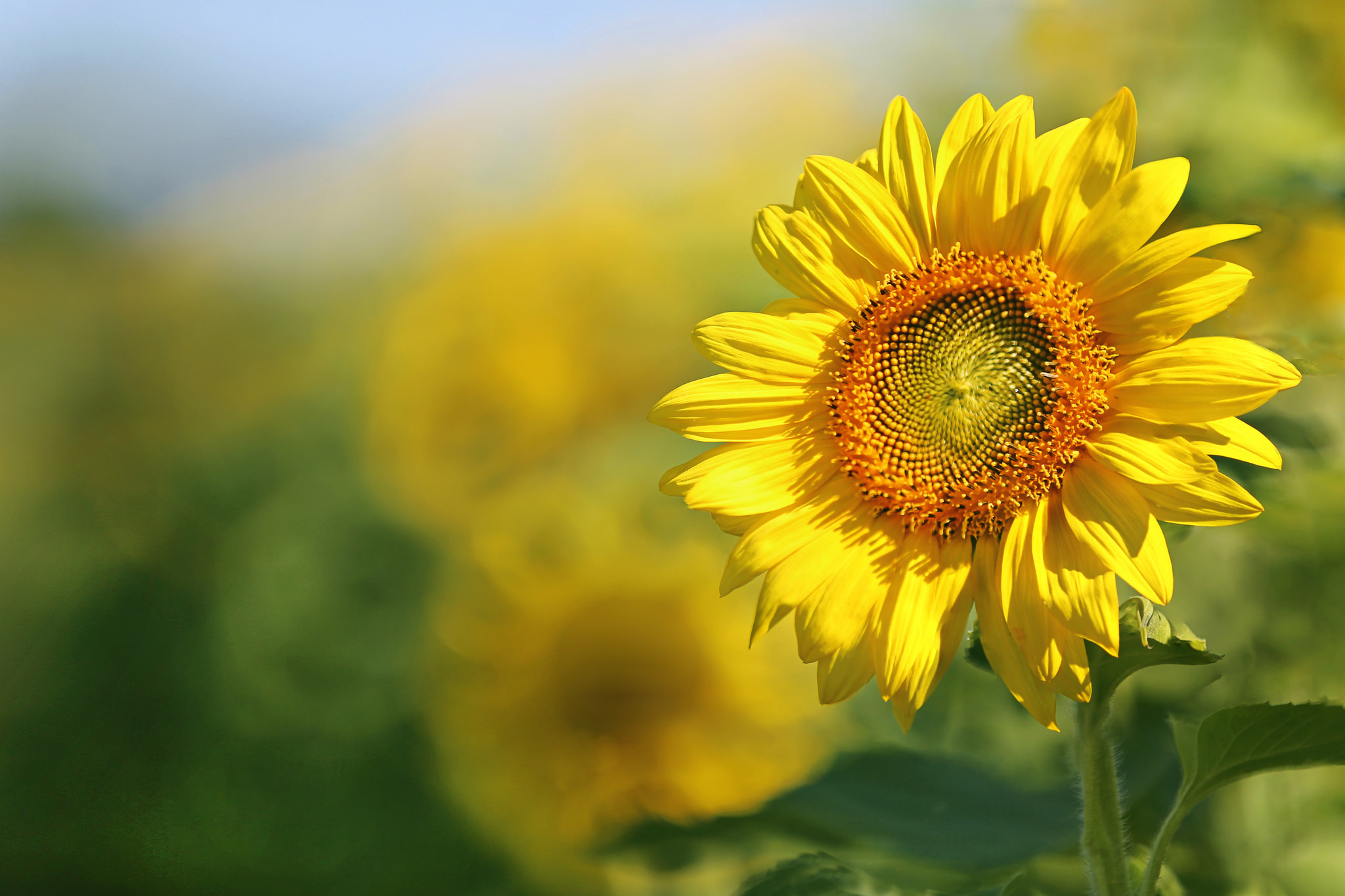 Download mobile wallpaper Nature, Flowers, Summer, Earth, Sunflower, Yellow Flower for free.