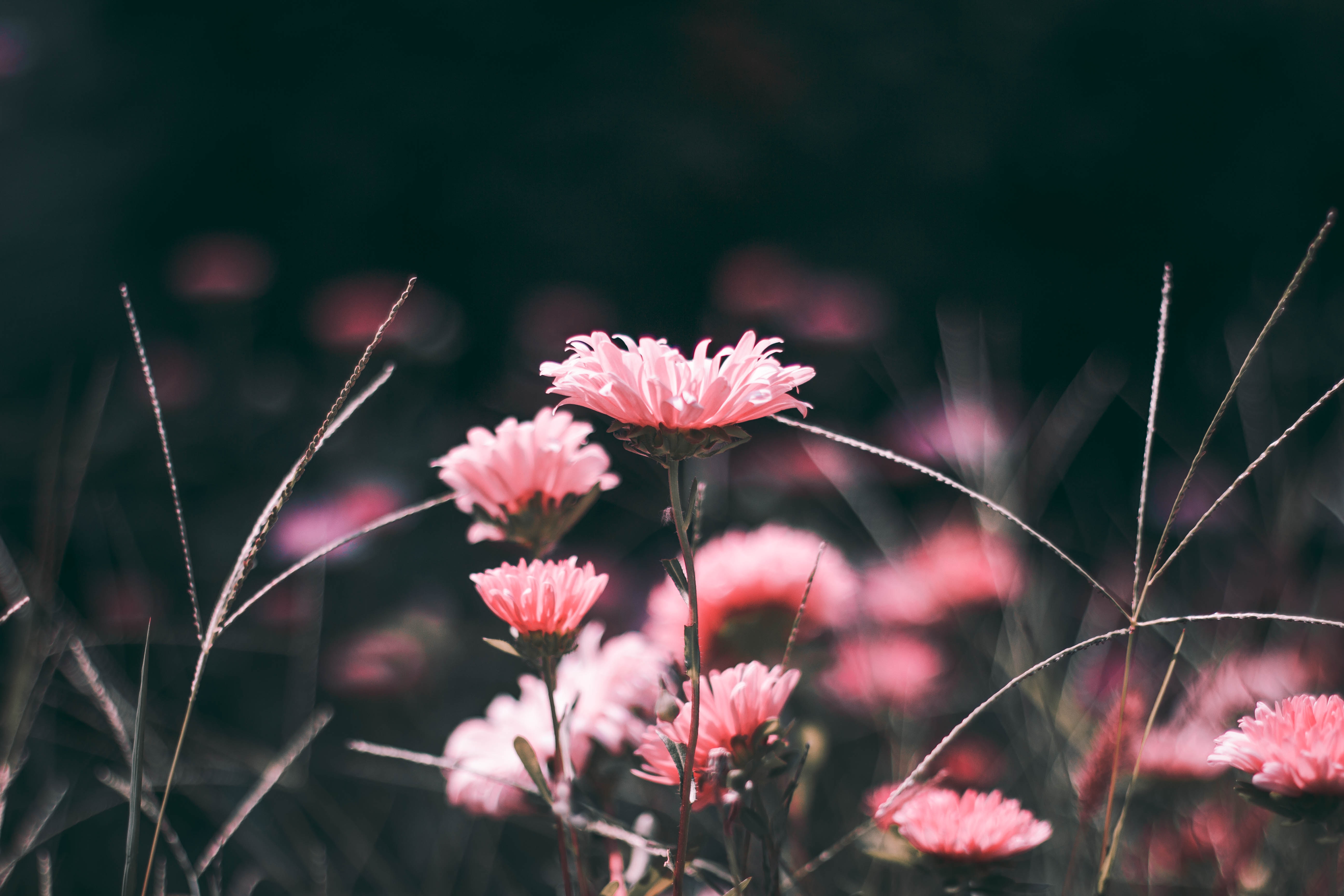 Download mobile wallpaper Smooth, Flowers, Pink, Blur for free.