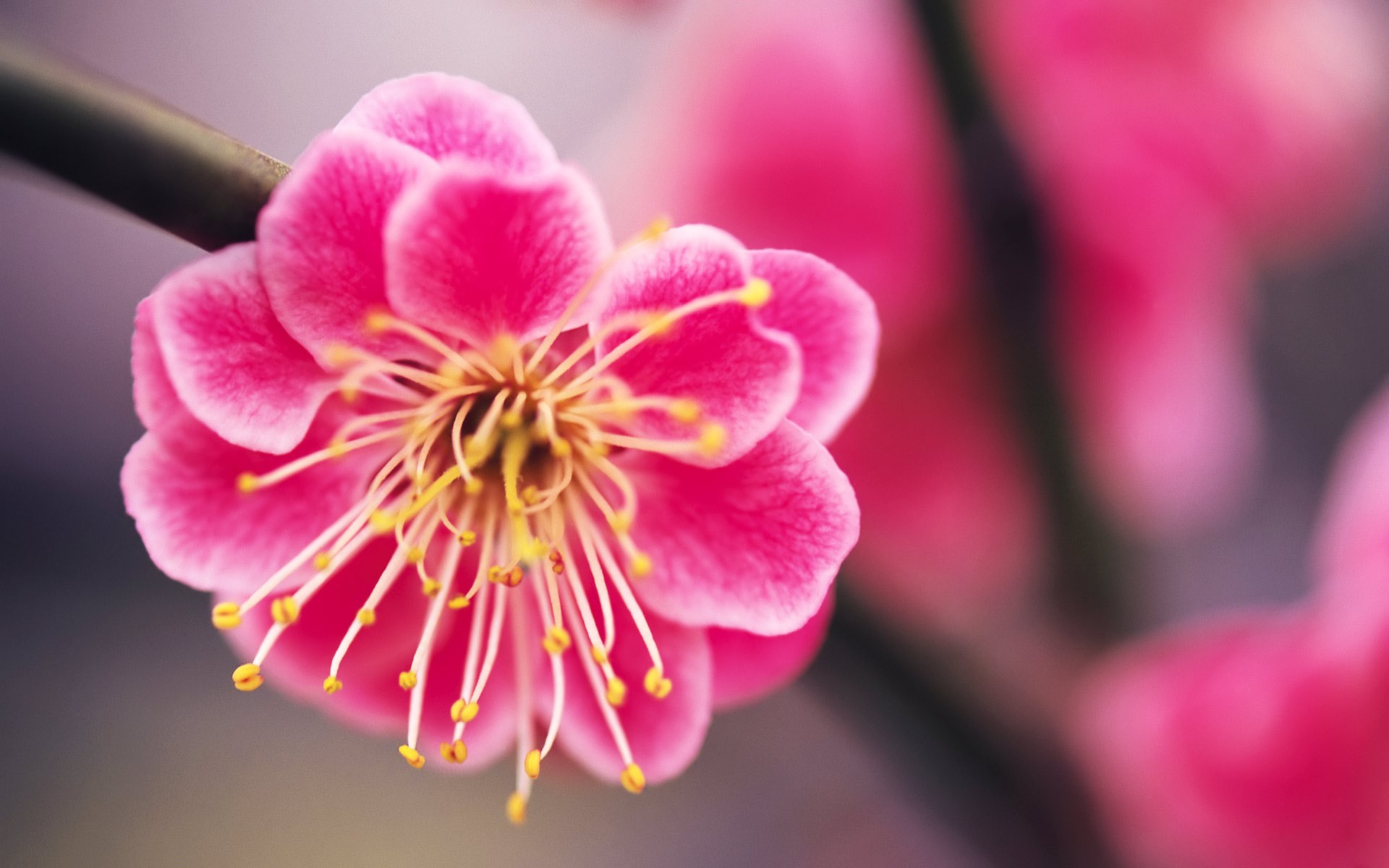 Free download wallpaper Nature, Flowers, Flower, Earth, Pink Flower on your PC desktop