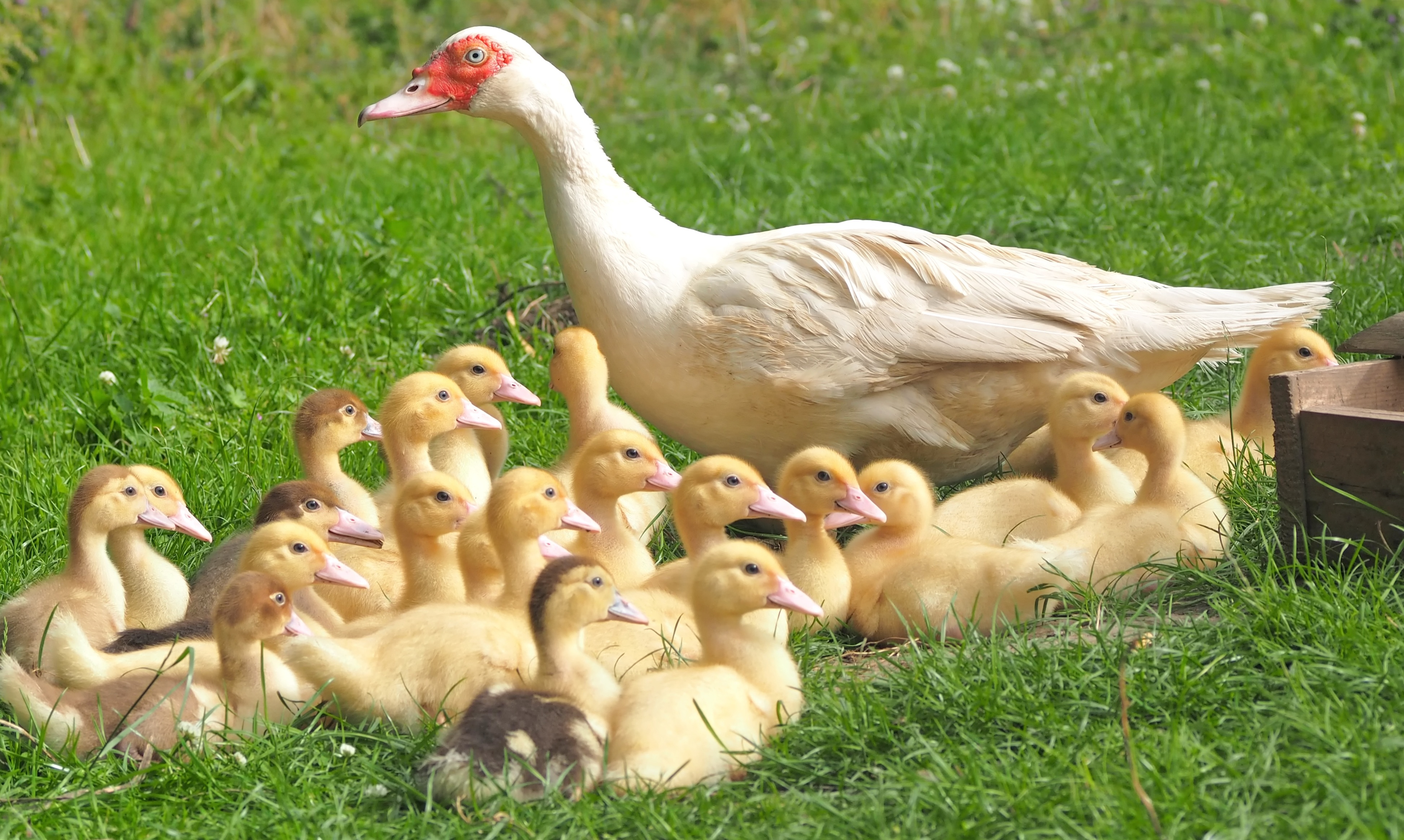 Free download wallpaper Birds, Animal, Duck, Duckling, Baby Animal on your PC desktop