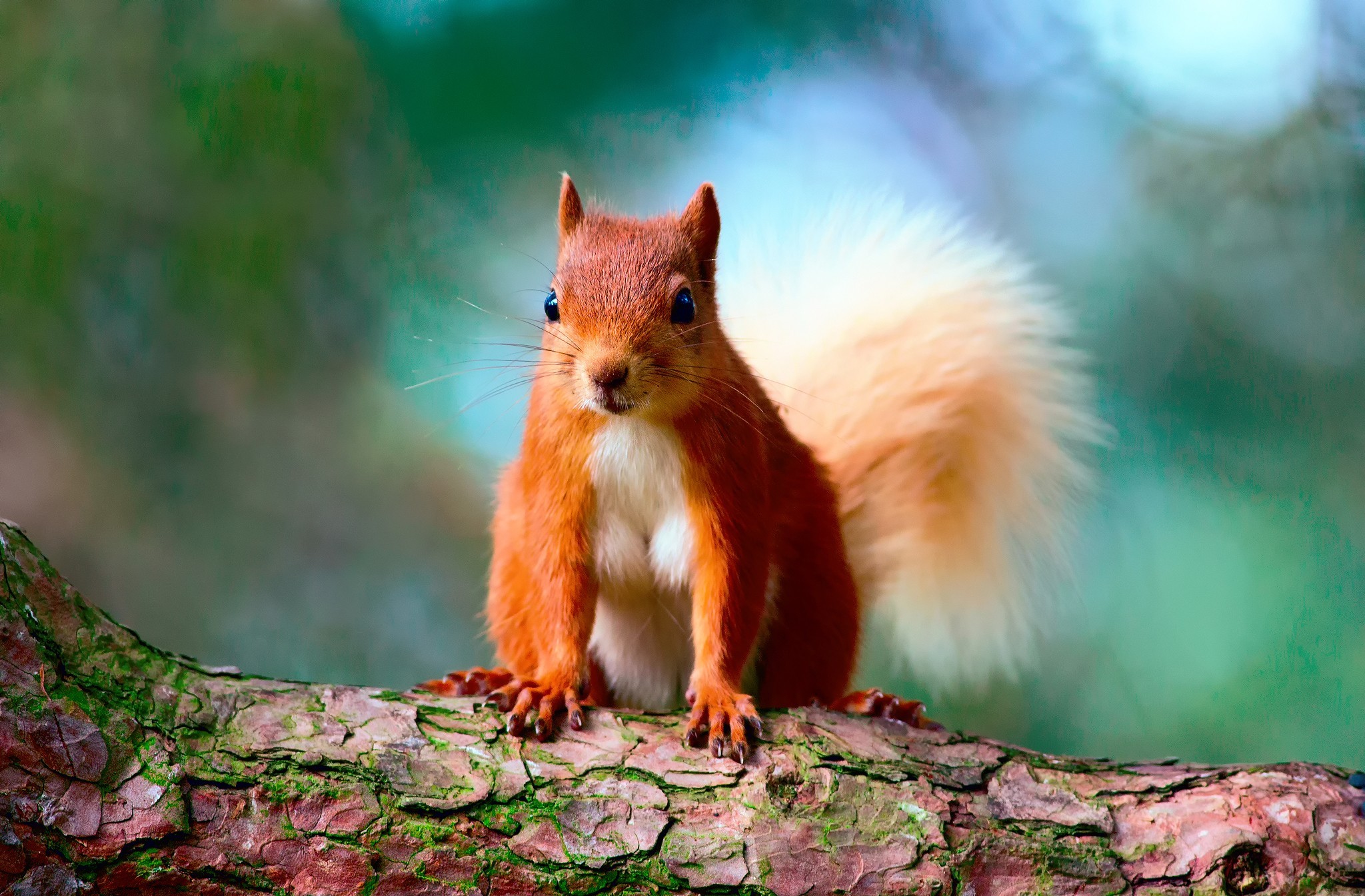 Download mobile wallpaper Squirrel, Animal, Tail for free.