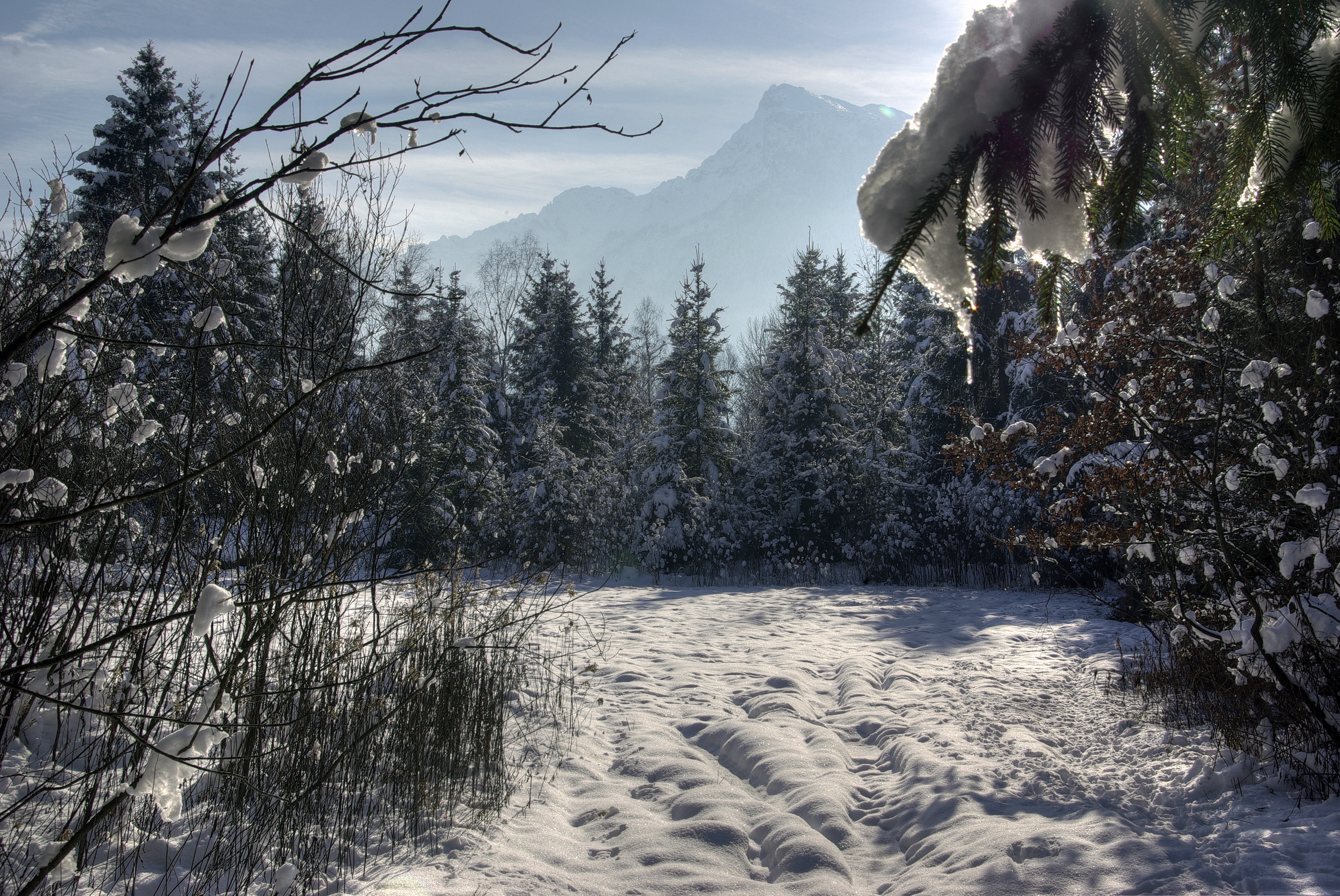 Скачать картинку Снег, Деревья, Лес, Зима, Природа в телефон бесплатно.
