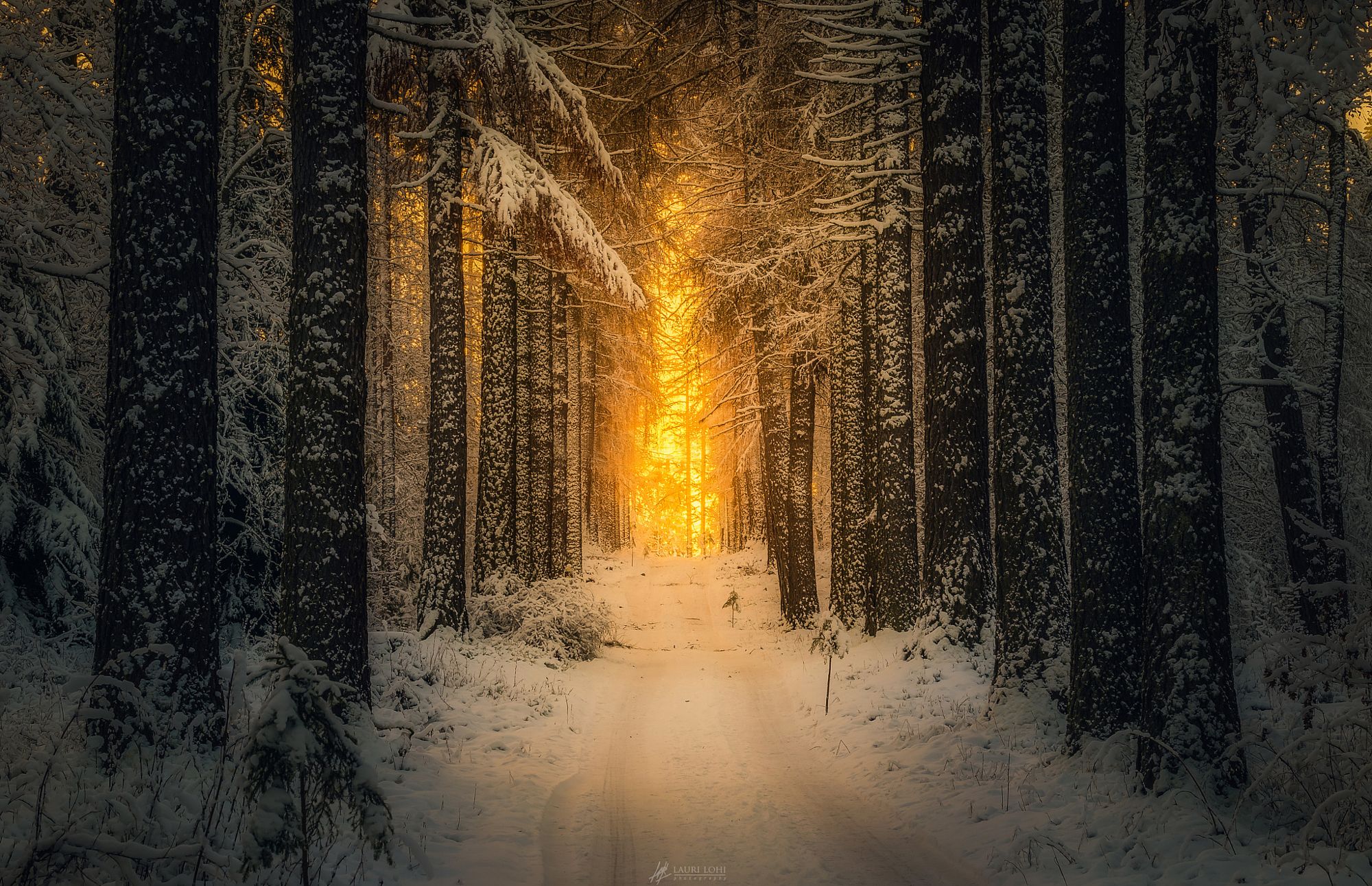 Laden Sie das Winter, Schnee, Wald, Baum, Sonnenuntergang, Erde/natur-Bild kostenlos auf Ihren PC-Desktop herunter