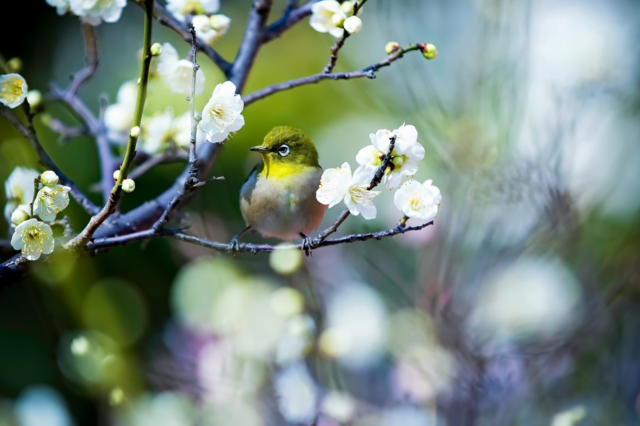 bird, animal, japanese white eye, blossom, blur, branch, white flower, birds