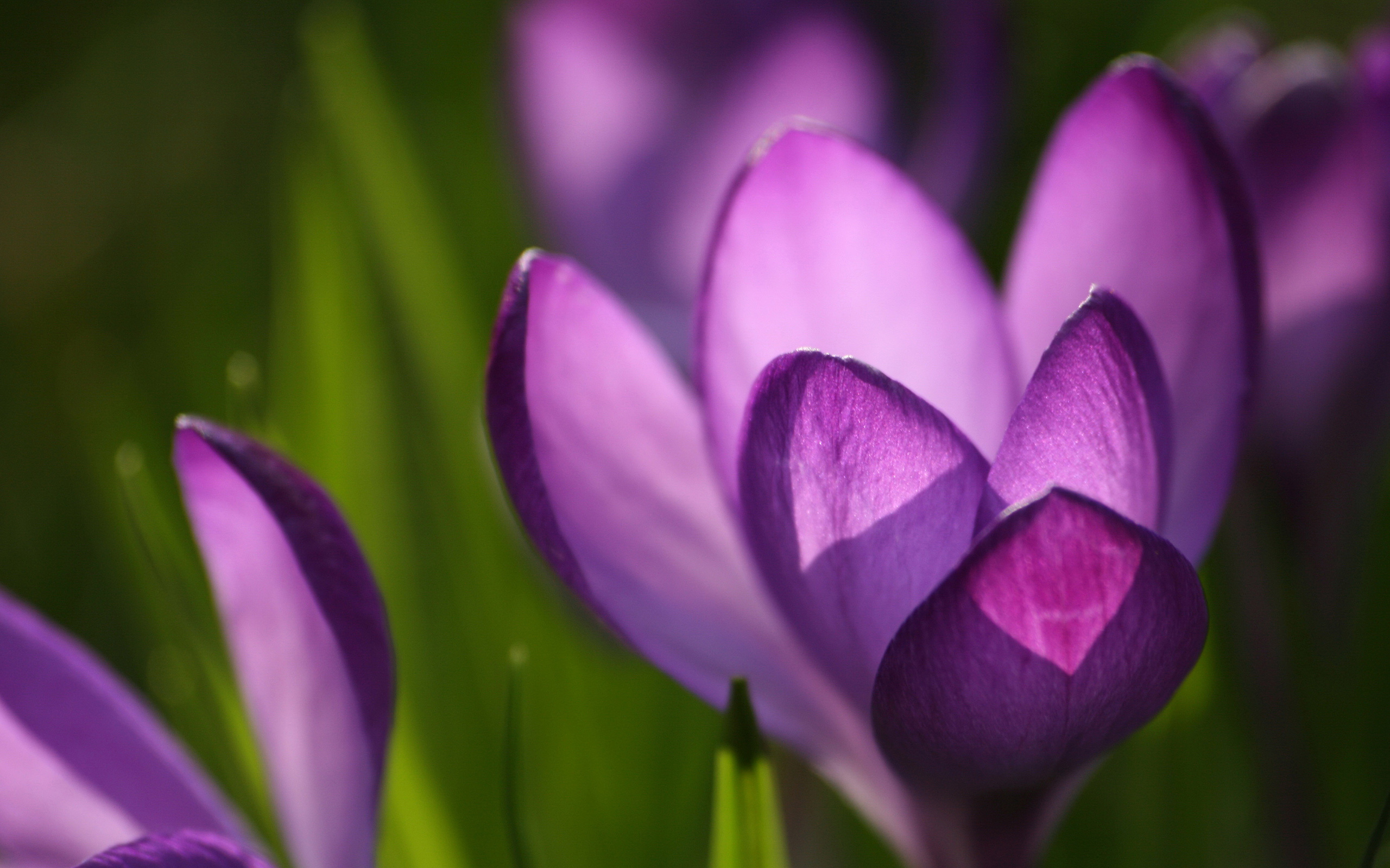 Laden Sie das Blumen, Blume, Krokus, Lila Blume, Erde/natur-Bild kostenlos auf Ihren PC-Desktop herunter