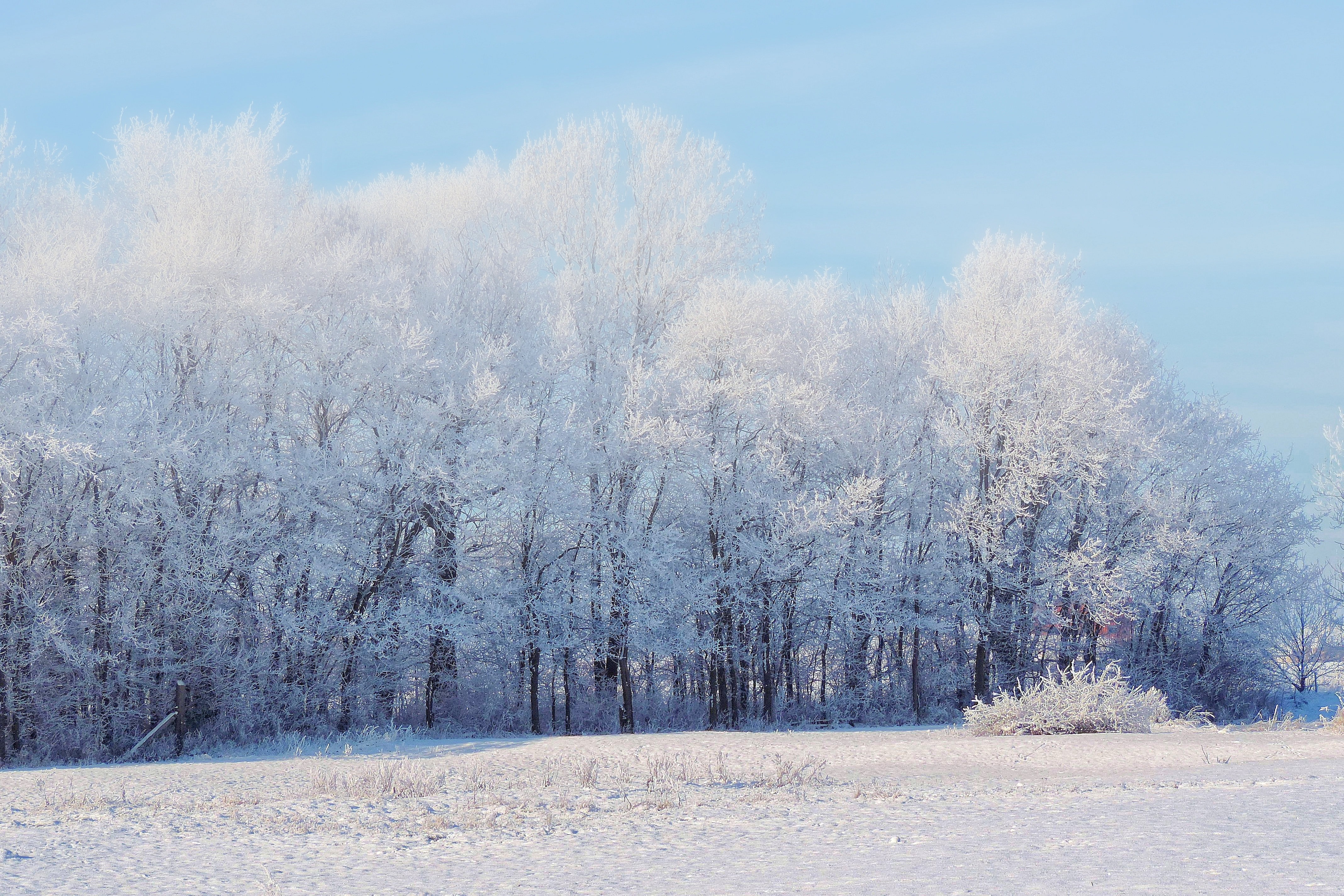 Free download wallpaper Trees, Nature, Forest, Winter, Snow, Landscape on your PC desktop