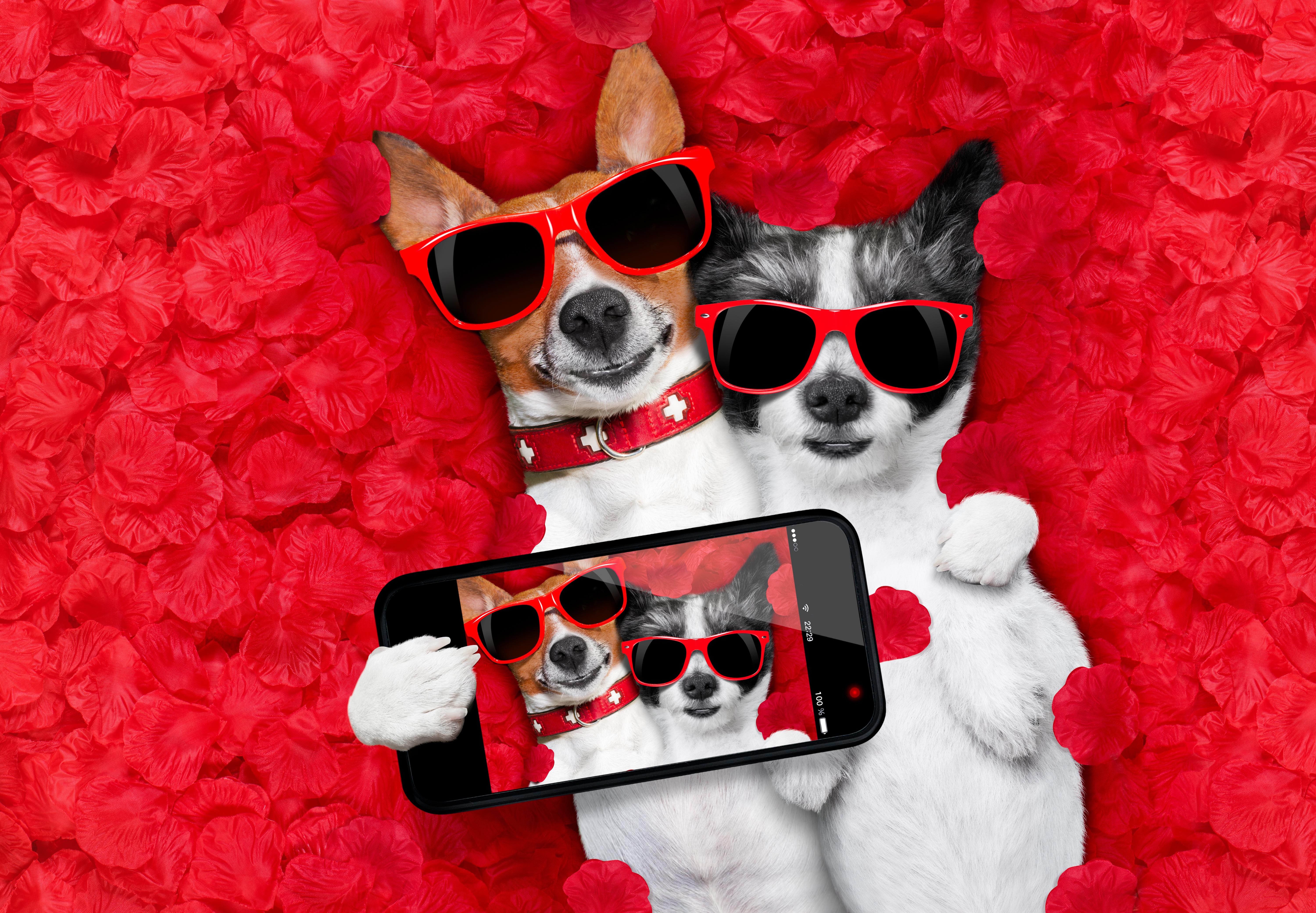 Скачать картинку Животные, Собаки, Любовь, Роза, Собака, Сердце, Лепесток, Смешные, Романтический в телефон бесплатно.