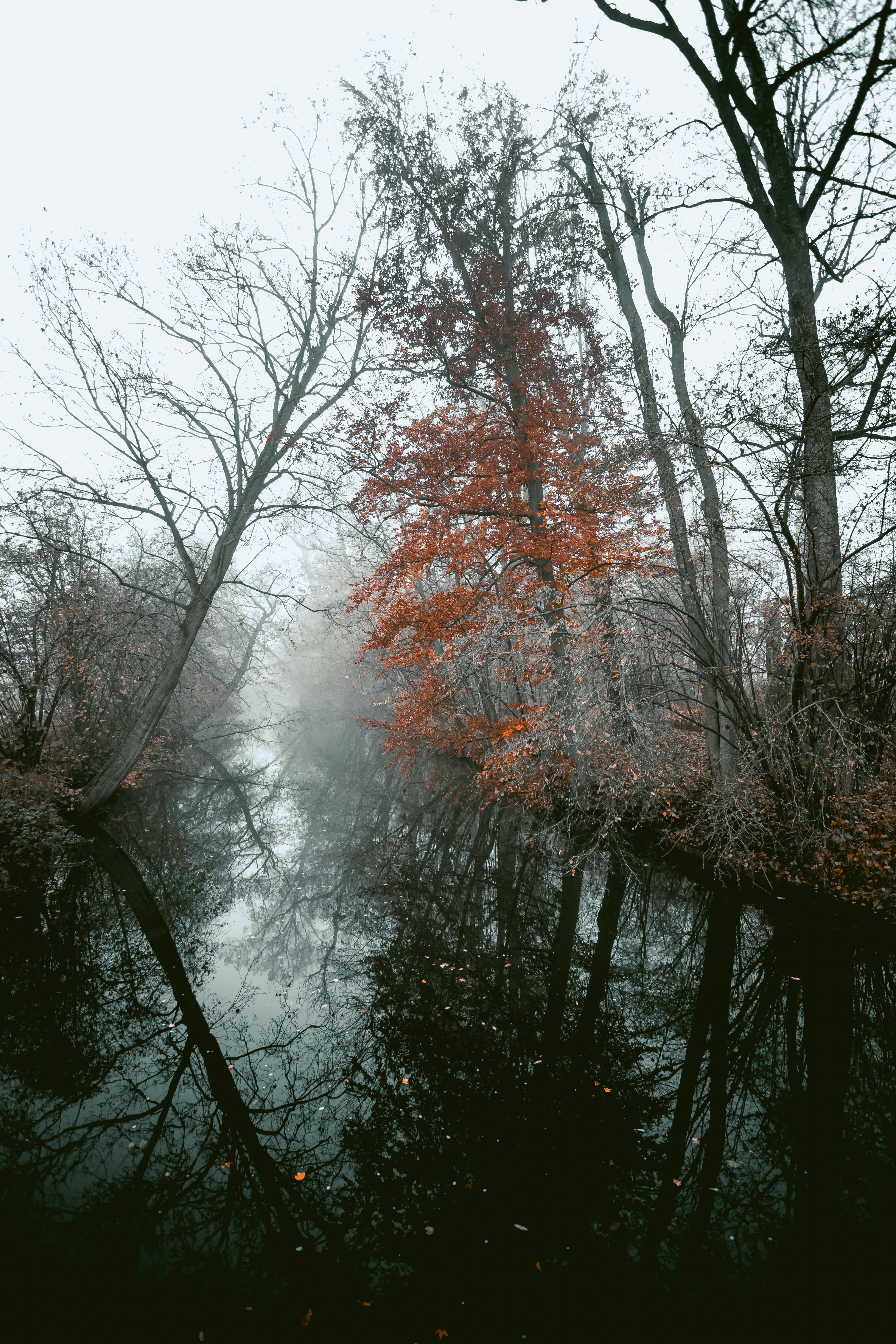 PCデスクトップに木, 自然, 霧, 川, 秋, 風景画像を無料でダウンロード