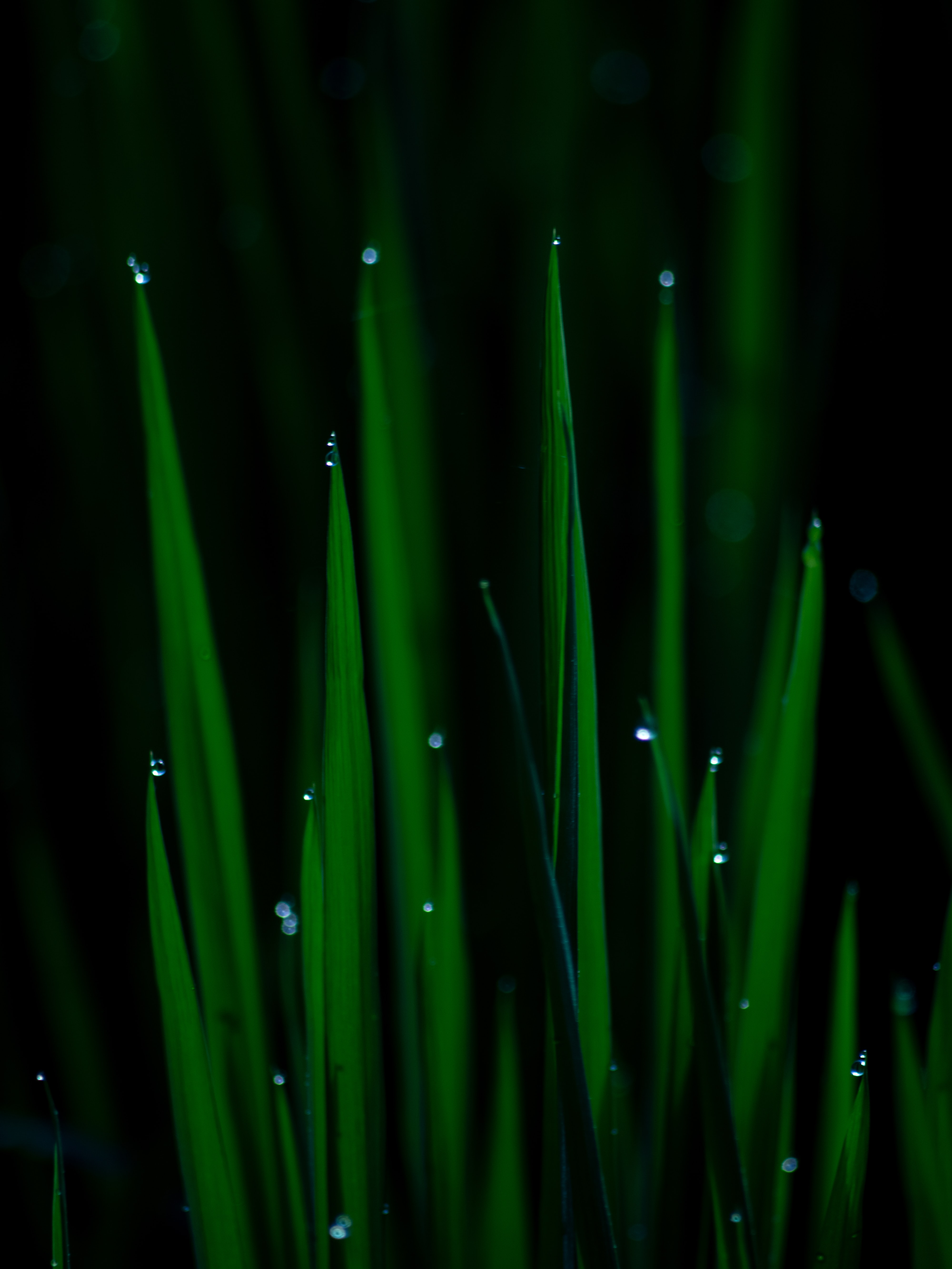 Download mobile wallpaper Wet, Grass, Macro, Plant, Drops for free.
