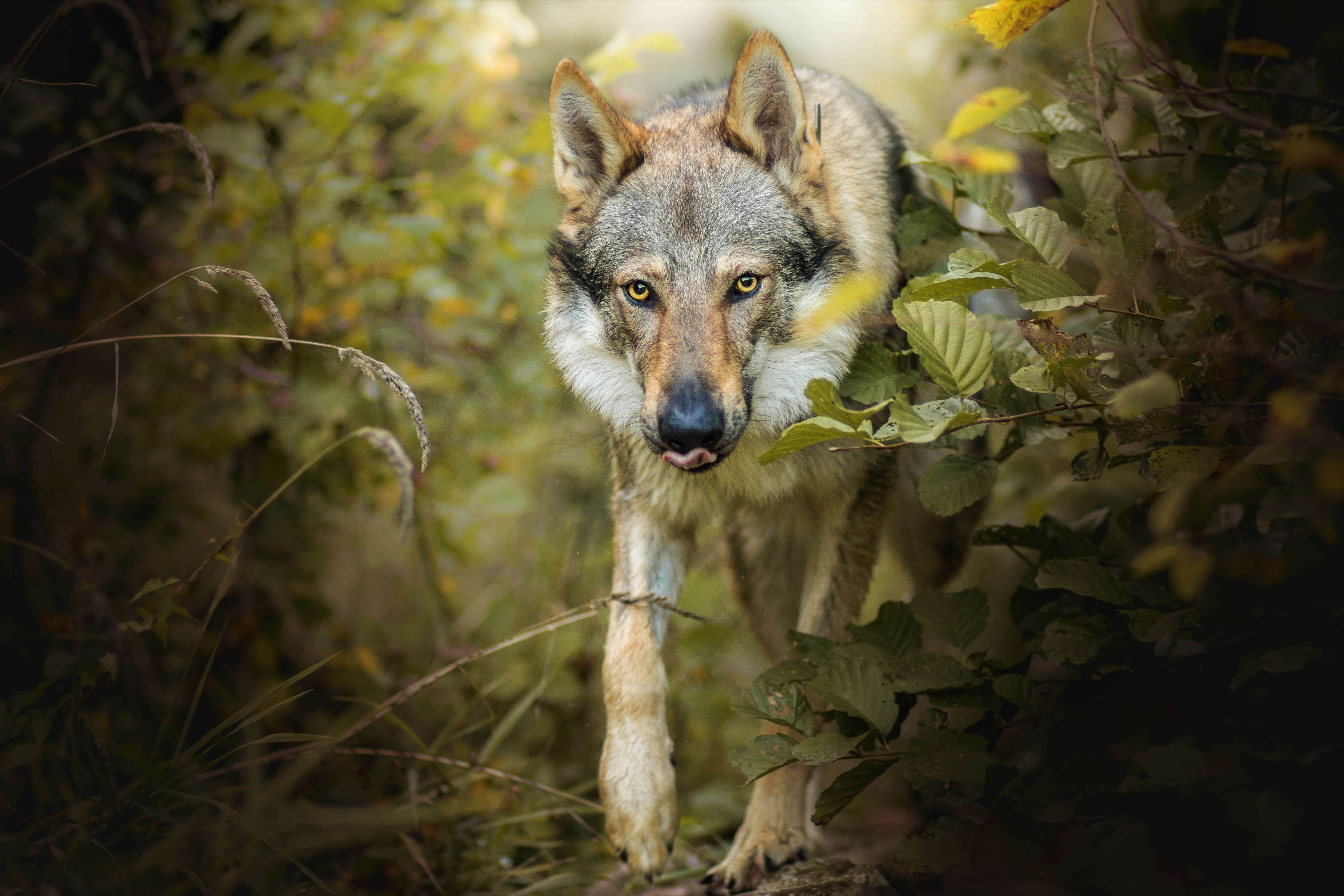 430057 descargar imagen lobo gris, animales, wolves: fondos de pantalla y protectores de pantalla gratis