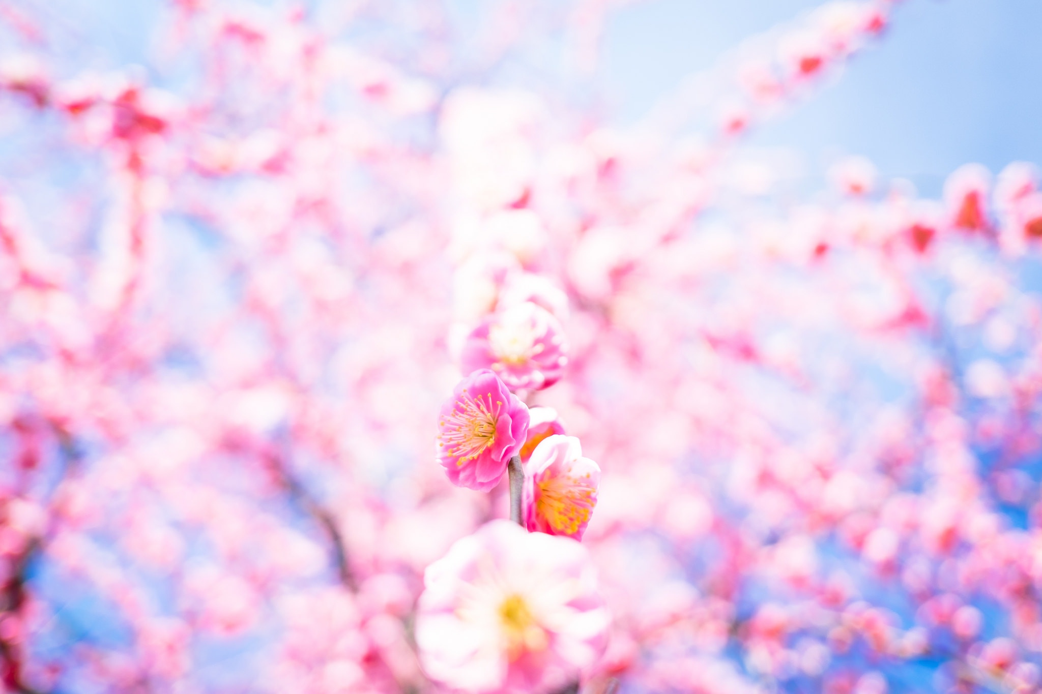 無料モバイル壁紙自然, フラワーズ, 花, 地球, ぼかし, 春, ピンクの花をダウンロードします。