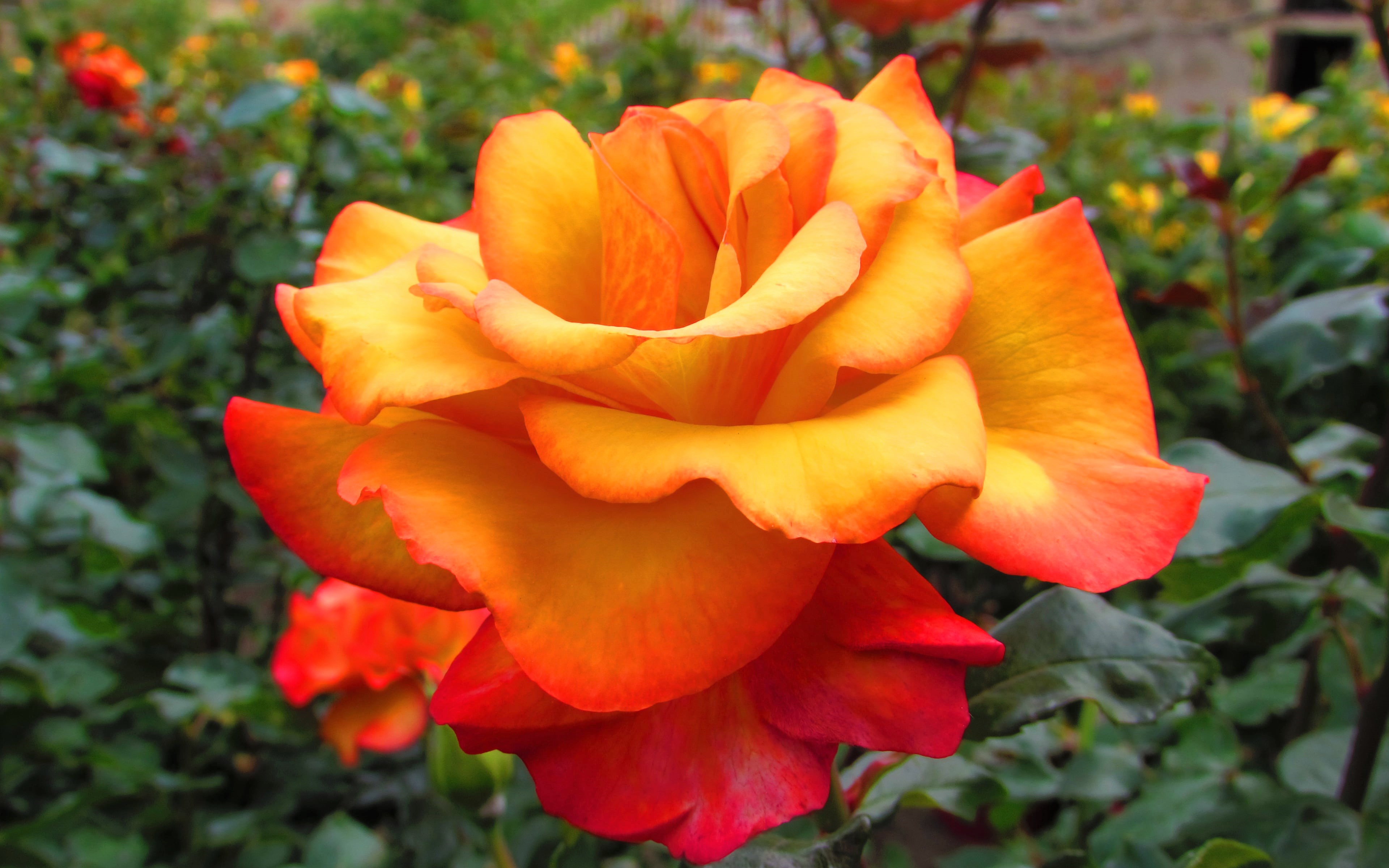 Free download wallpaper Flowers, Flower, Rose, Earth, Orange Flower on your PC desktop