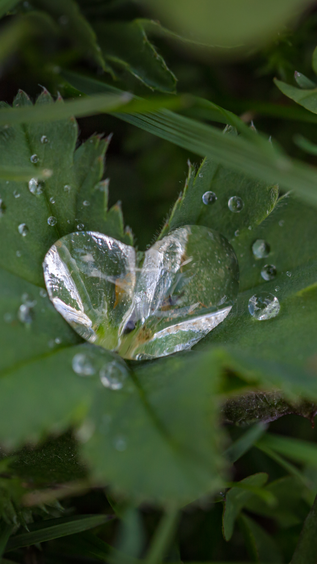 Download mobile wallpaper Nature, Plant, Close Up, Earth, Water Drop, Heart Shaped for free.