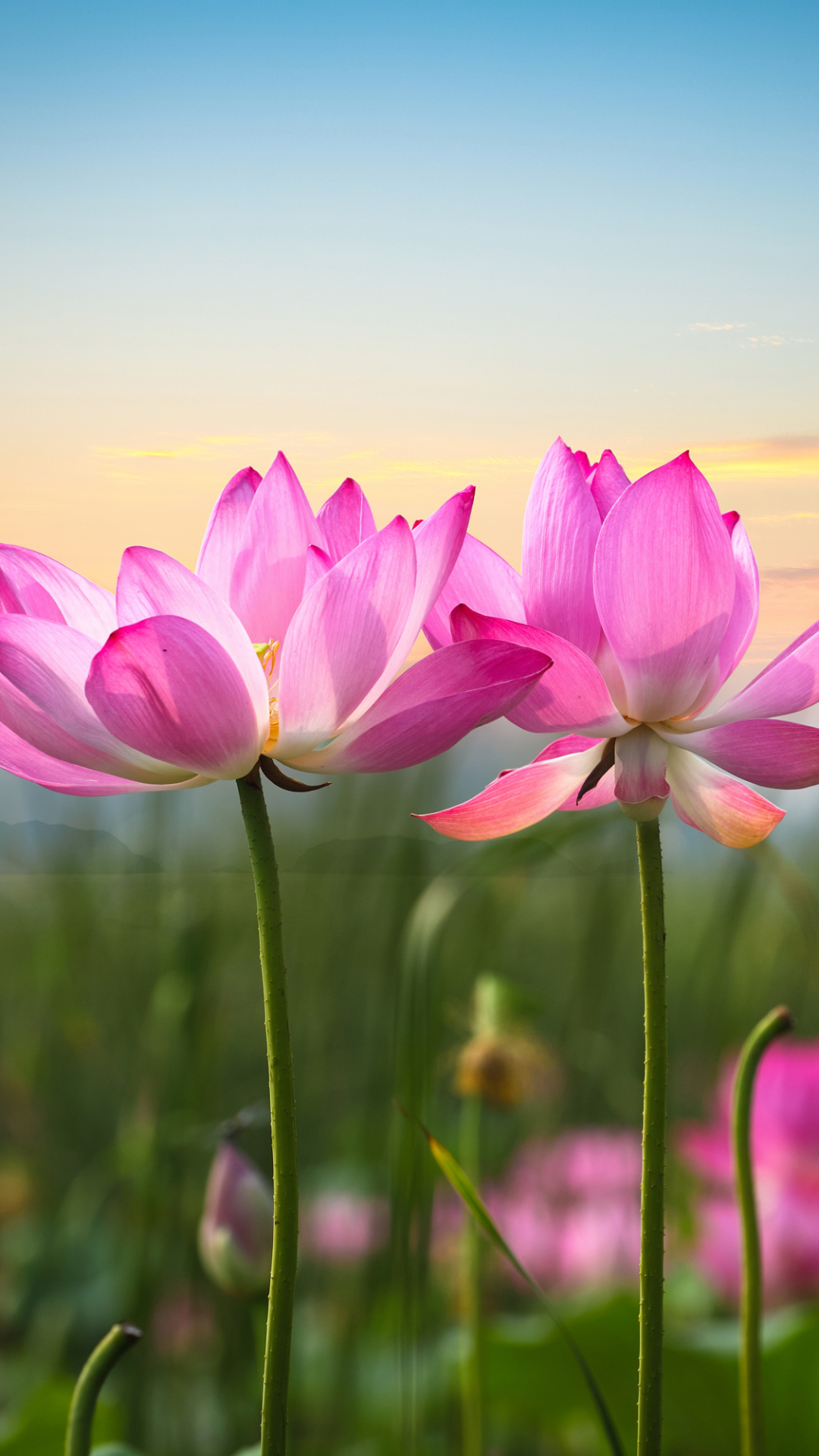 Download mobile wallpaper Nature, Flowers, Lotus, Flower, Earth, Pink Flower, Depth Of Field for free.