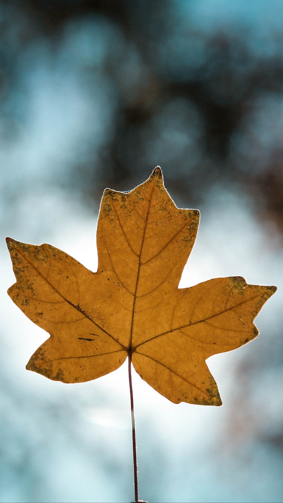Download mobile wallpaper Blur, Close Up, Leaf, Fall, Earth for free.