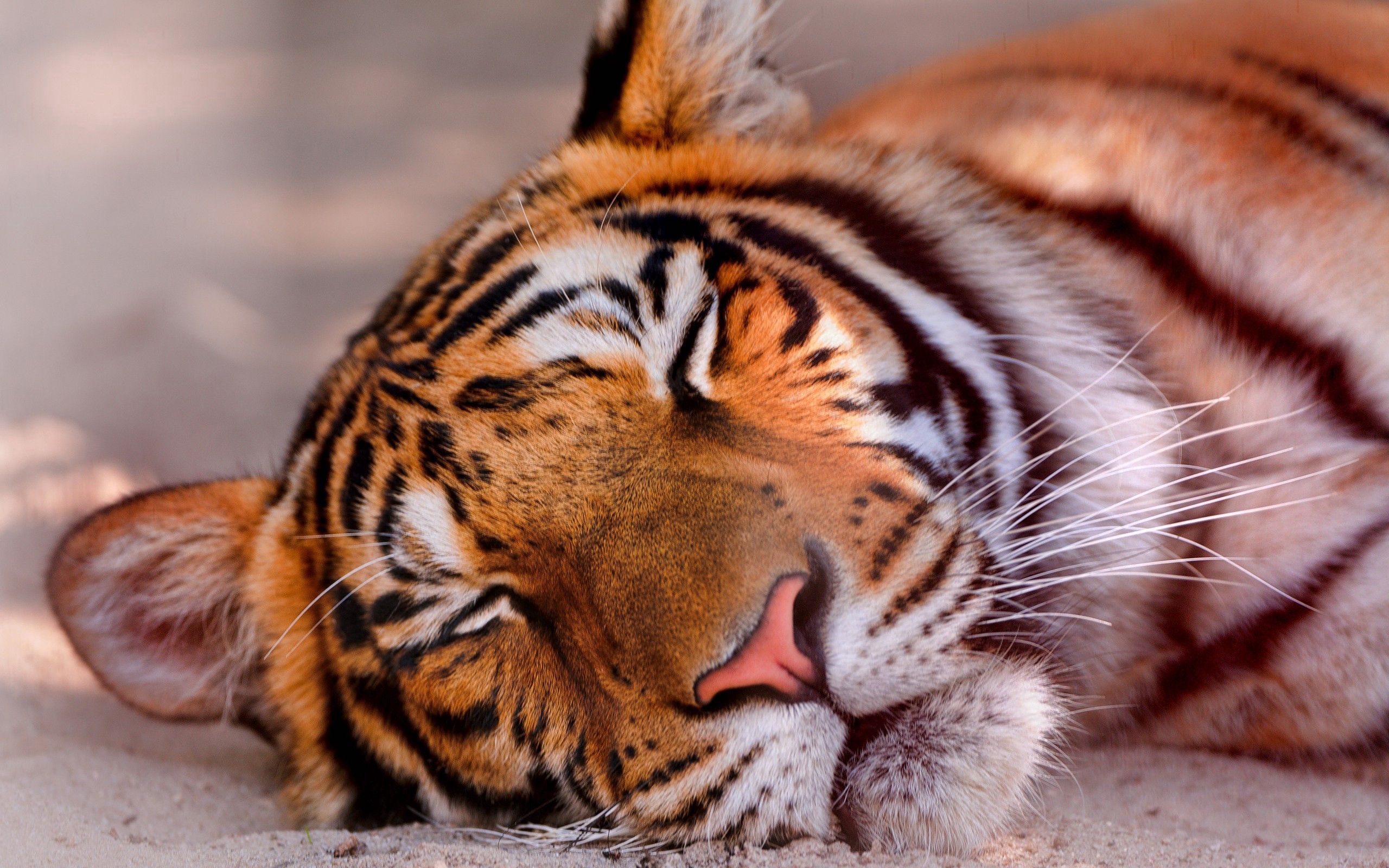 sleep, tiger, big cat, animals, muzzle, dream HD wallpaper