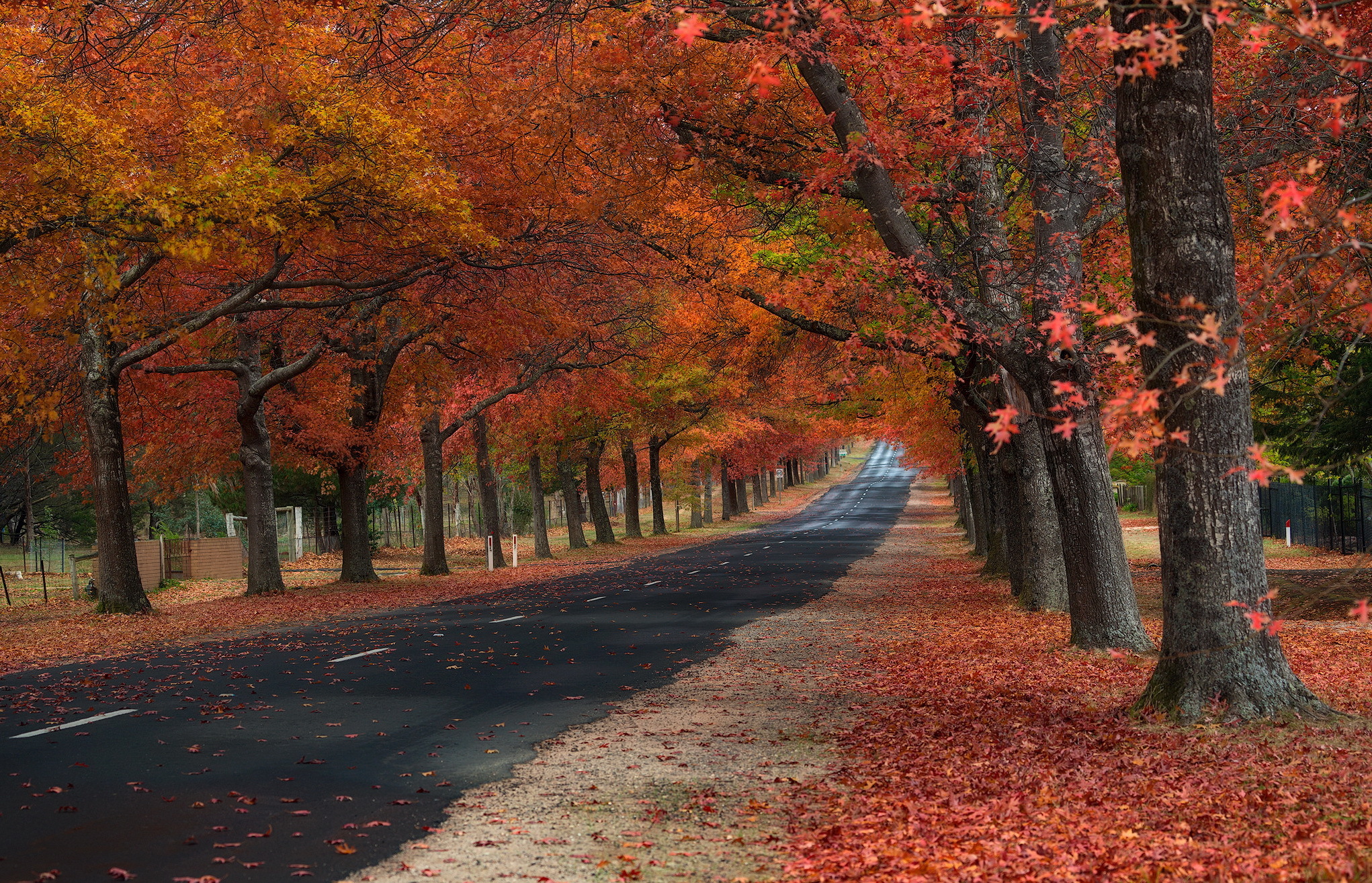 Download mobile wallpaper Road, Tree, Leaf, Fall, Man Made, Tree Lined for free.