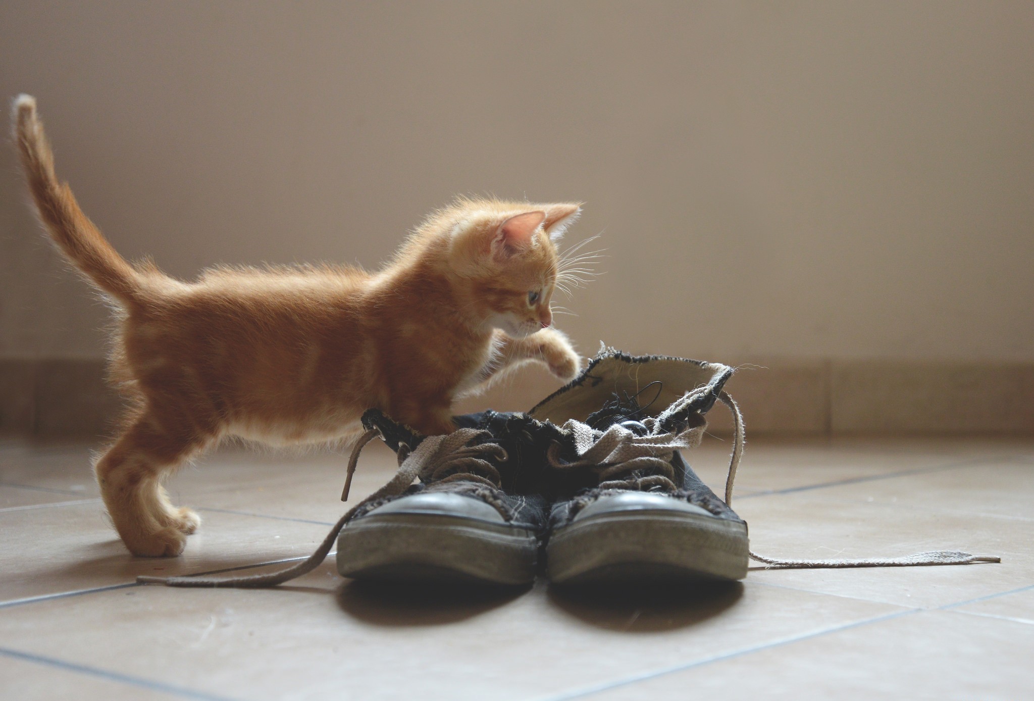 Téléchargez des papiers peints mobile Animaux, Chats, Chat, Chaton gratuitement.