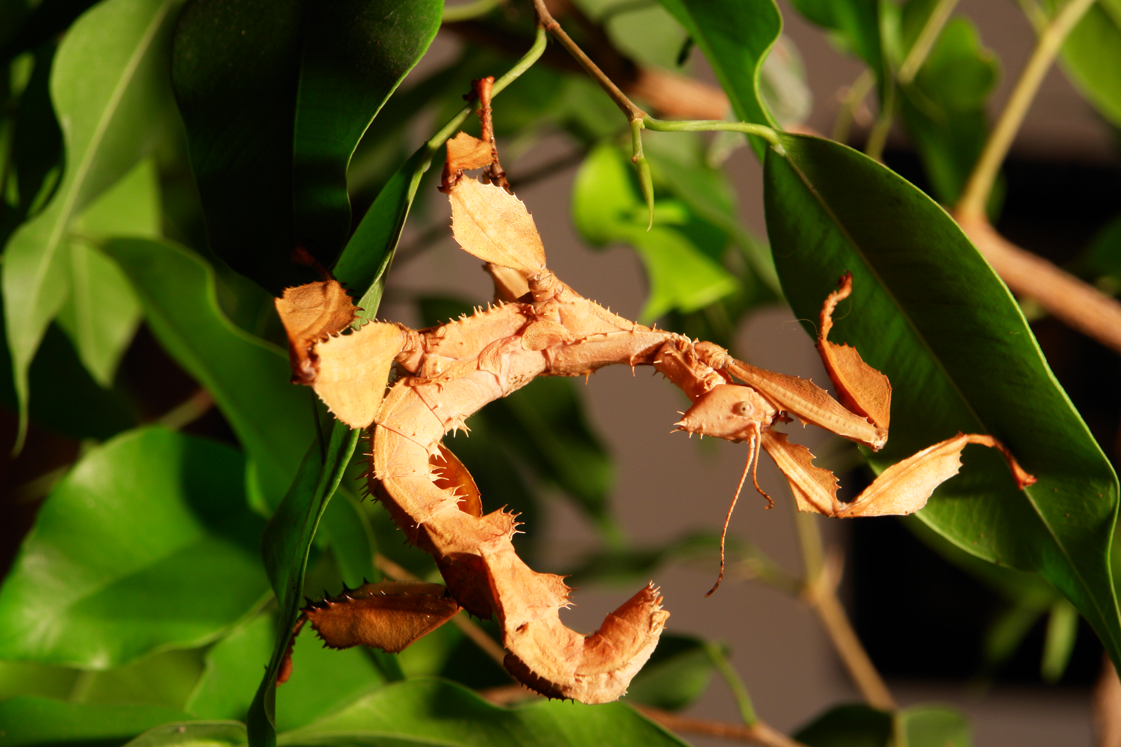 animal, giant spiny stick insect