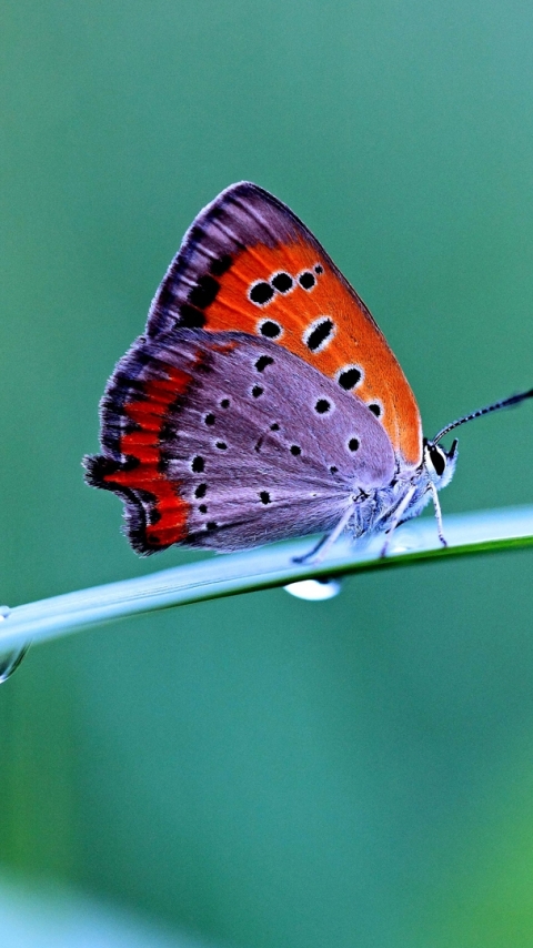 Descarga gratuita de fondo de pantalla para móvil de Animales, Mariposa.