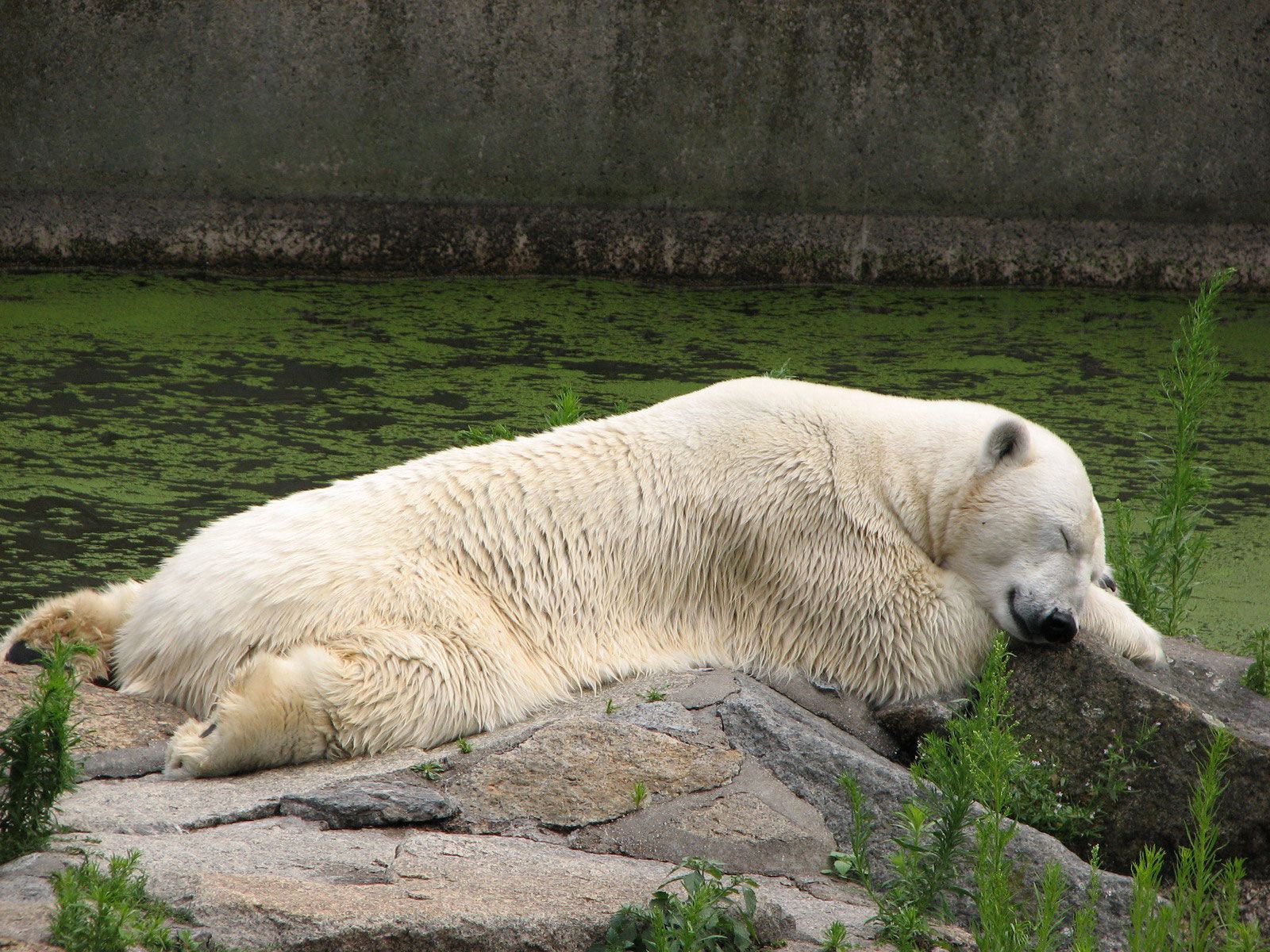 Download mobile wallpaper Lie, Animals, To Lie Down, Grass, Polar Bear for free.