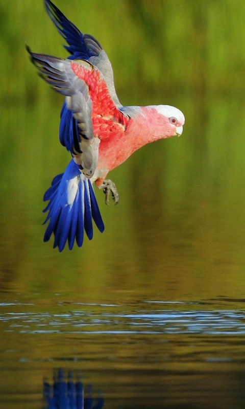 Download mobile wallpaper Birds, Animal, Galah for free.