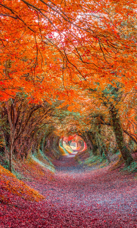 Download mobile wallpaper Forest, Fall, Earth, Colorful, Tunnel, Canopy for free.
